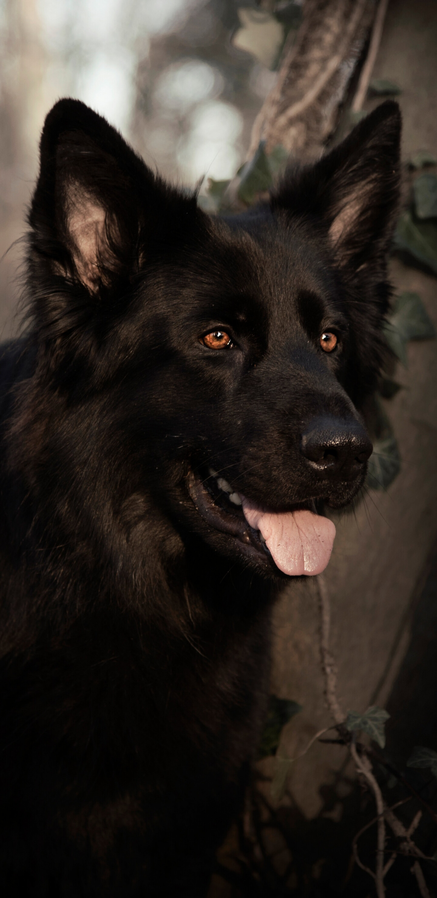 German Shepherd: Dog, Pet, Animal, Has a domed forehead, a long square-cut muzzle with strong jaws and a black nose. 1440x2960 HD Background.