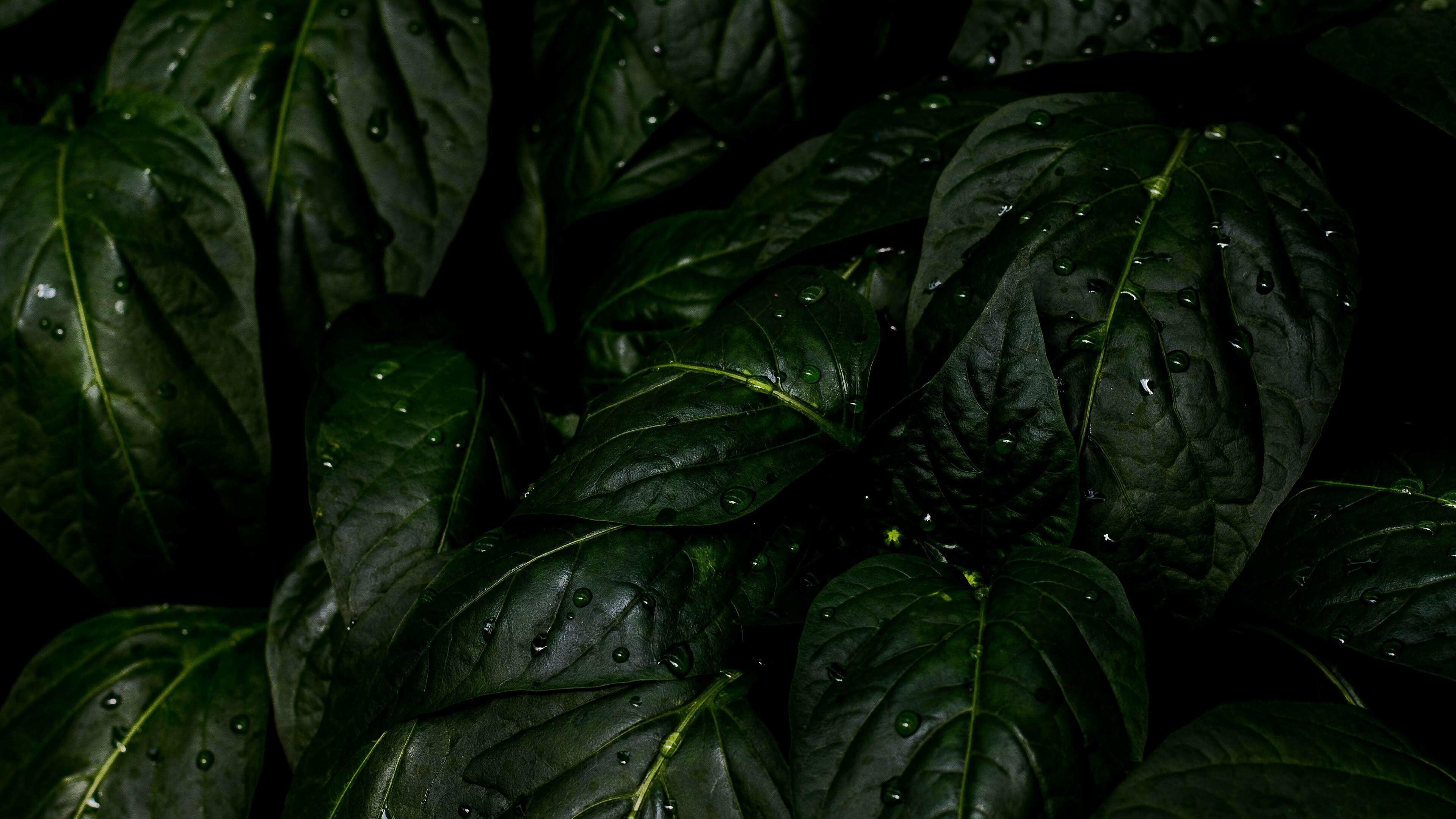 Leaves: Water droplets on green leaf, Drops of moisture. 3840x2160 4K Background.