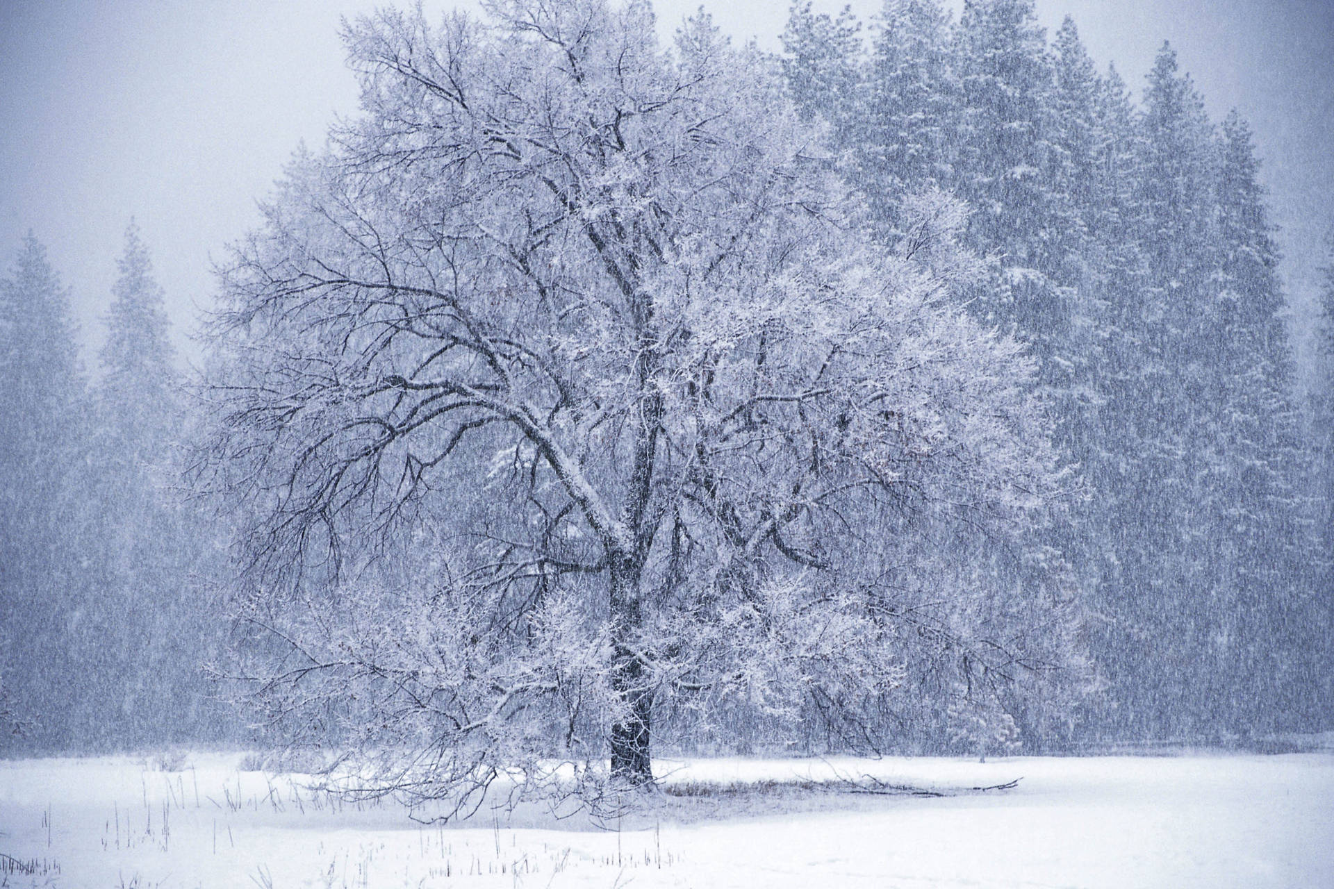 Ice storm, Frozen nature, Winter wonderland, Icy branches, 1920x1280 HD Desktop