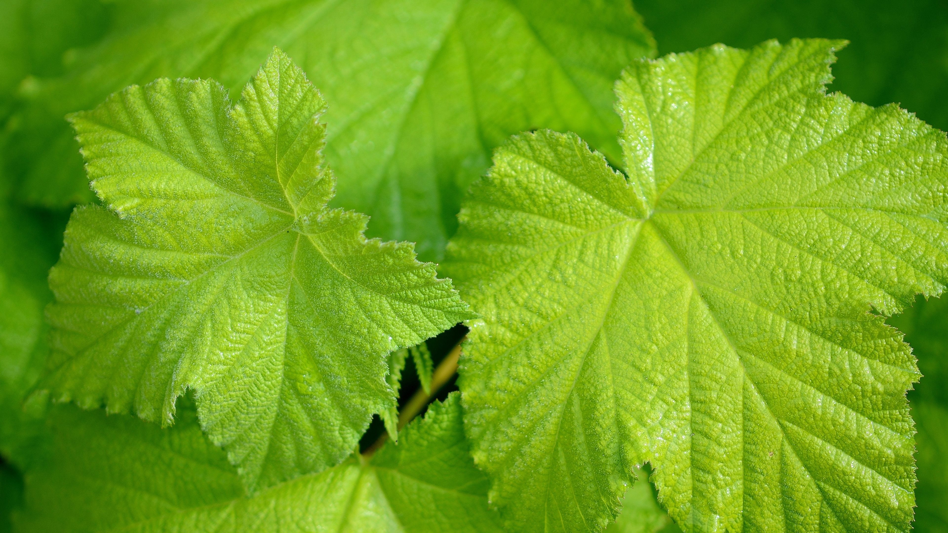 Green Leaf: The natural symmetry, Light green leaves of a bush, A flowering plant. 3840x2160 4K Background.