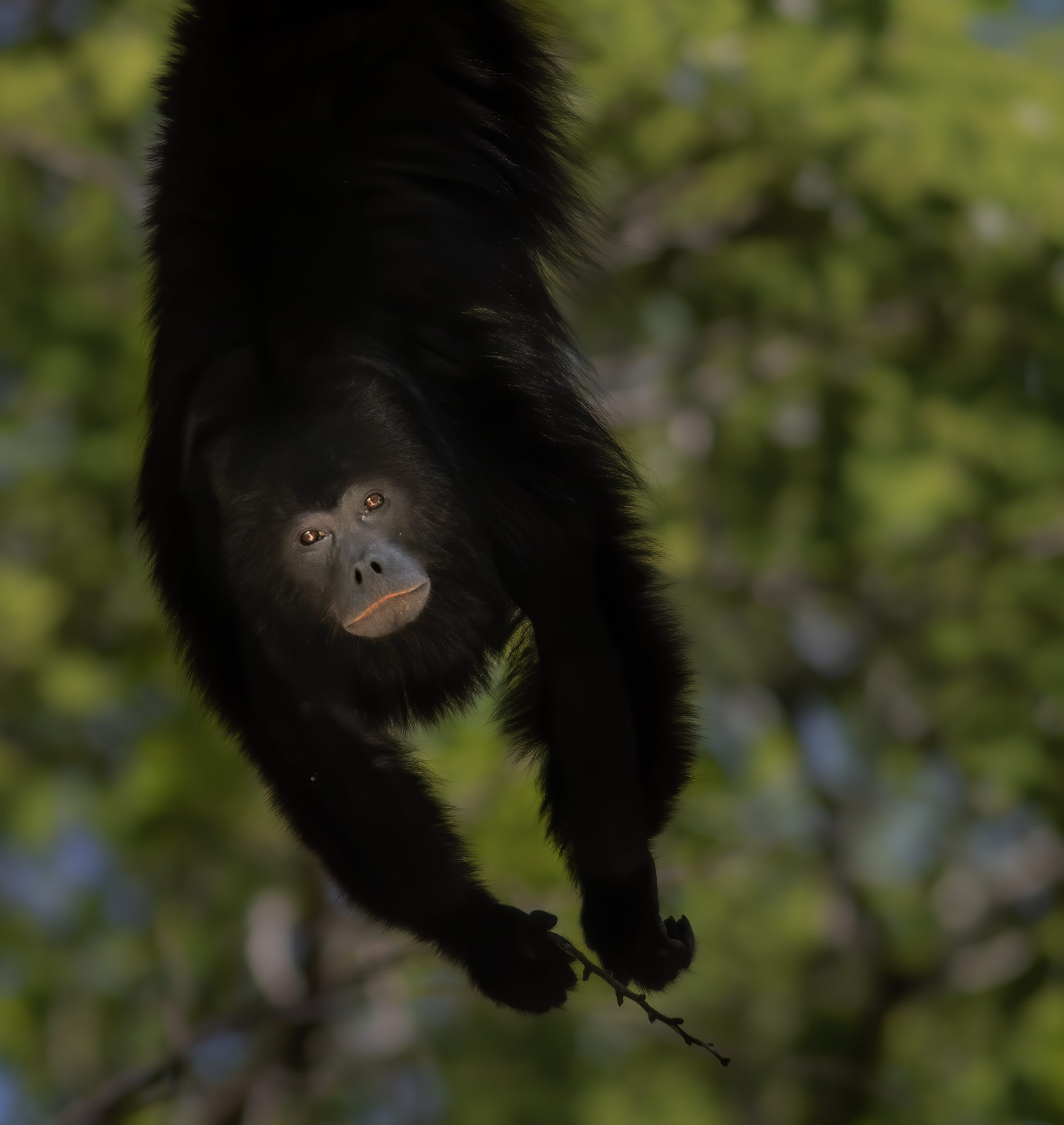 Howler Monkey, Mexican rainforest resident, Nature photography, Wildlife explorer, 1900x2000 HD Handy