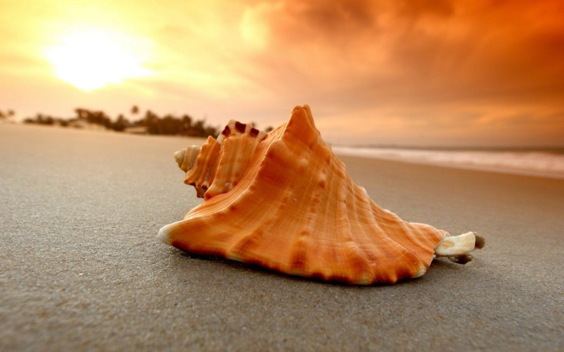 Sea Shell: Mollusks can craft only one throughout their lifetime. 1920x1200 HD Background.
