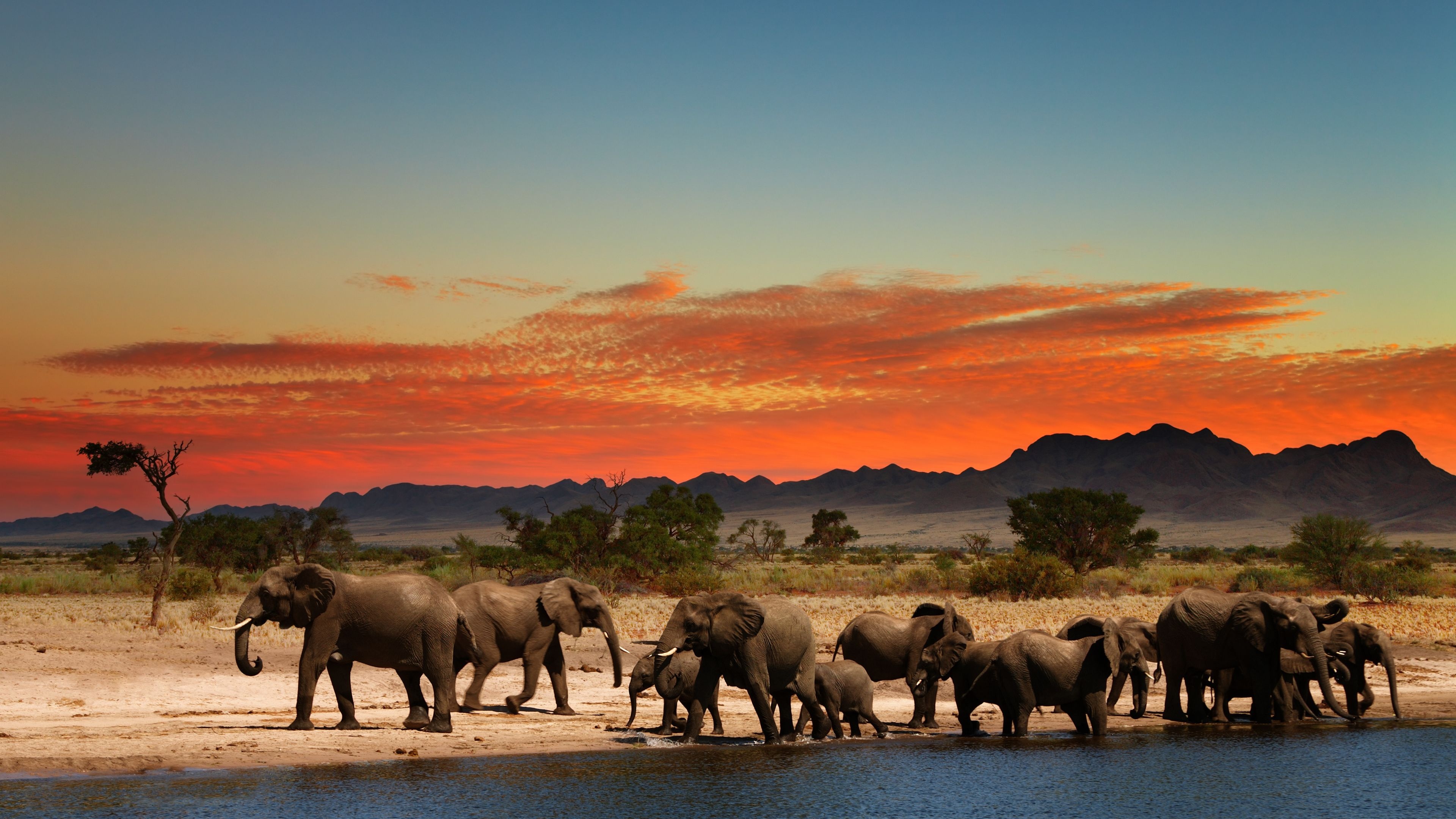 Africa, Safari Desktop Wallpapers, African Safari, 3840x2160 4K Desktop