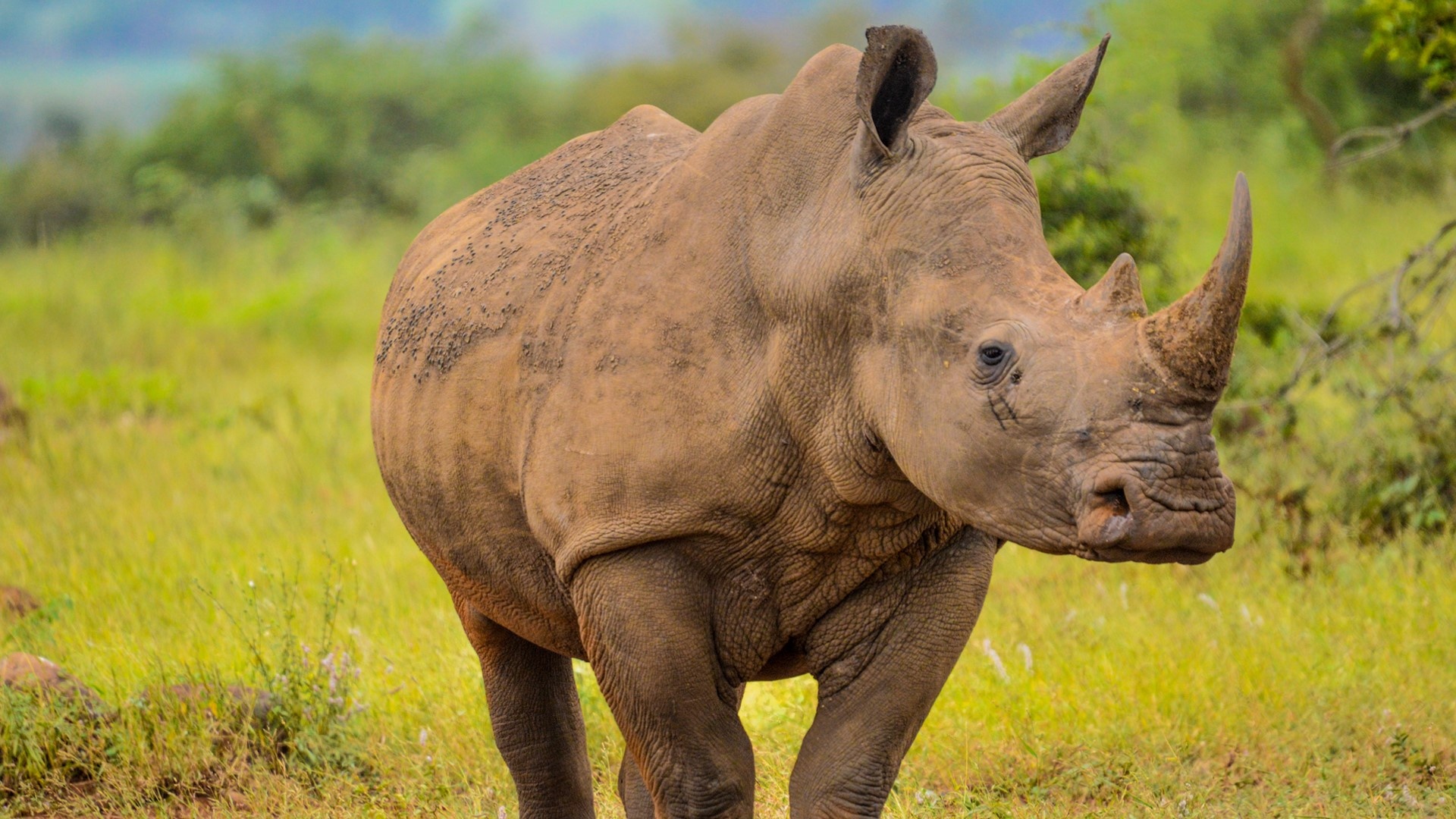 Kruger National Park, White rhino, Marloth Park, South African wildlife, 1920x1080 Full HD Desktop