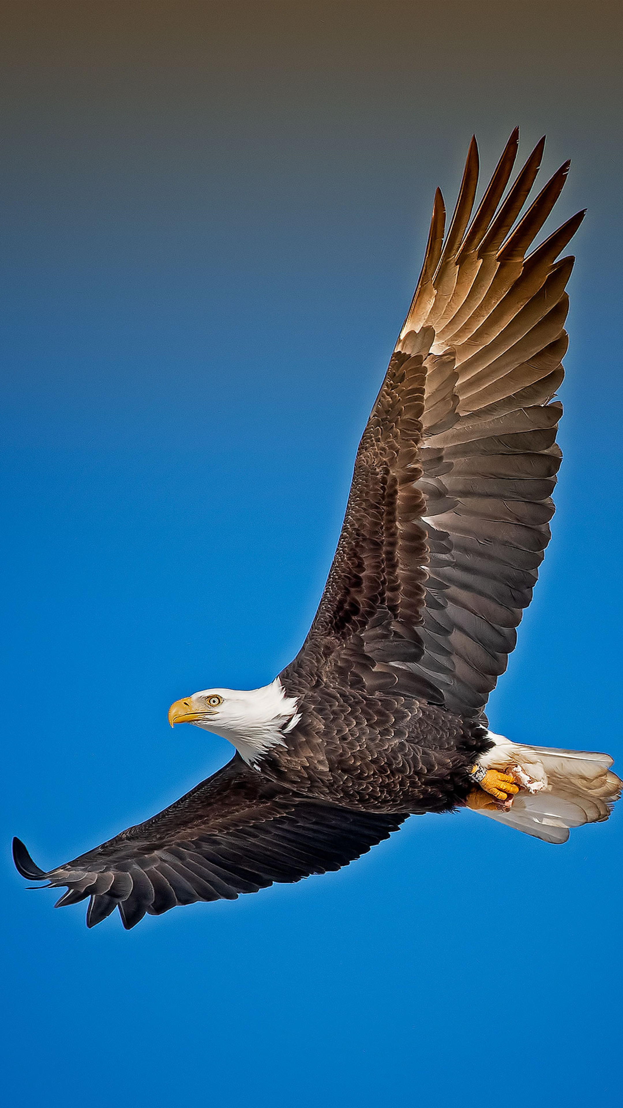 Bald Eagle, Sky background, Sony Xperia X, High-definition wallpapers, 2160x3840 4K Phone