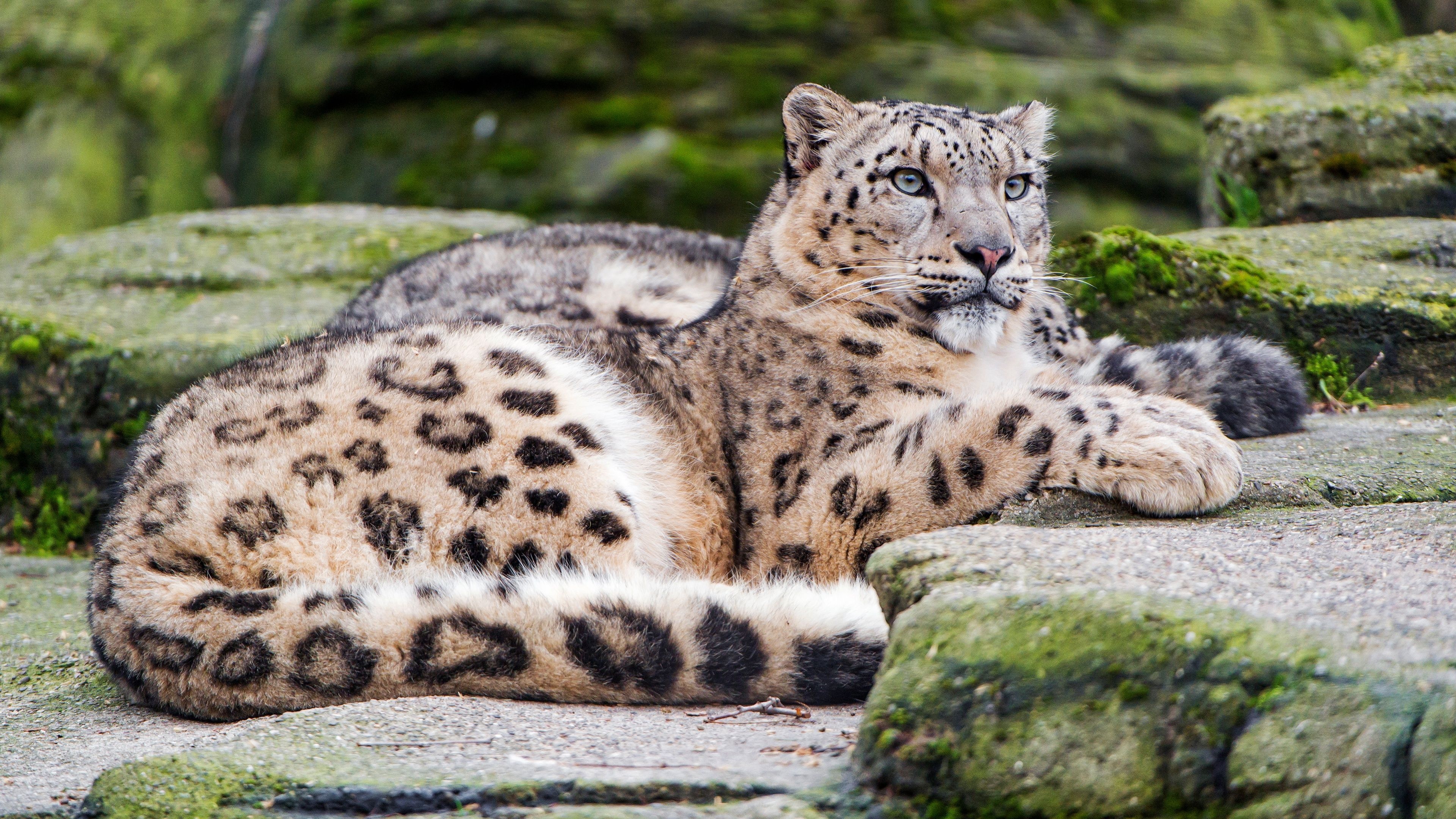 Snow Leopard, 4K, Grizzly bear, Animals, 3840x2160 4K Desktop