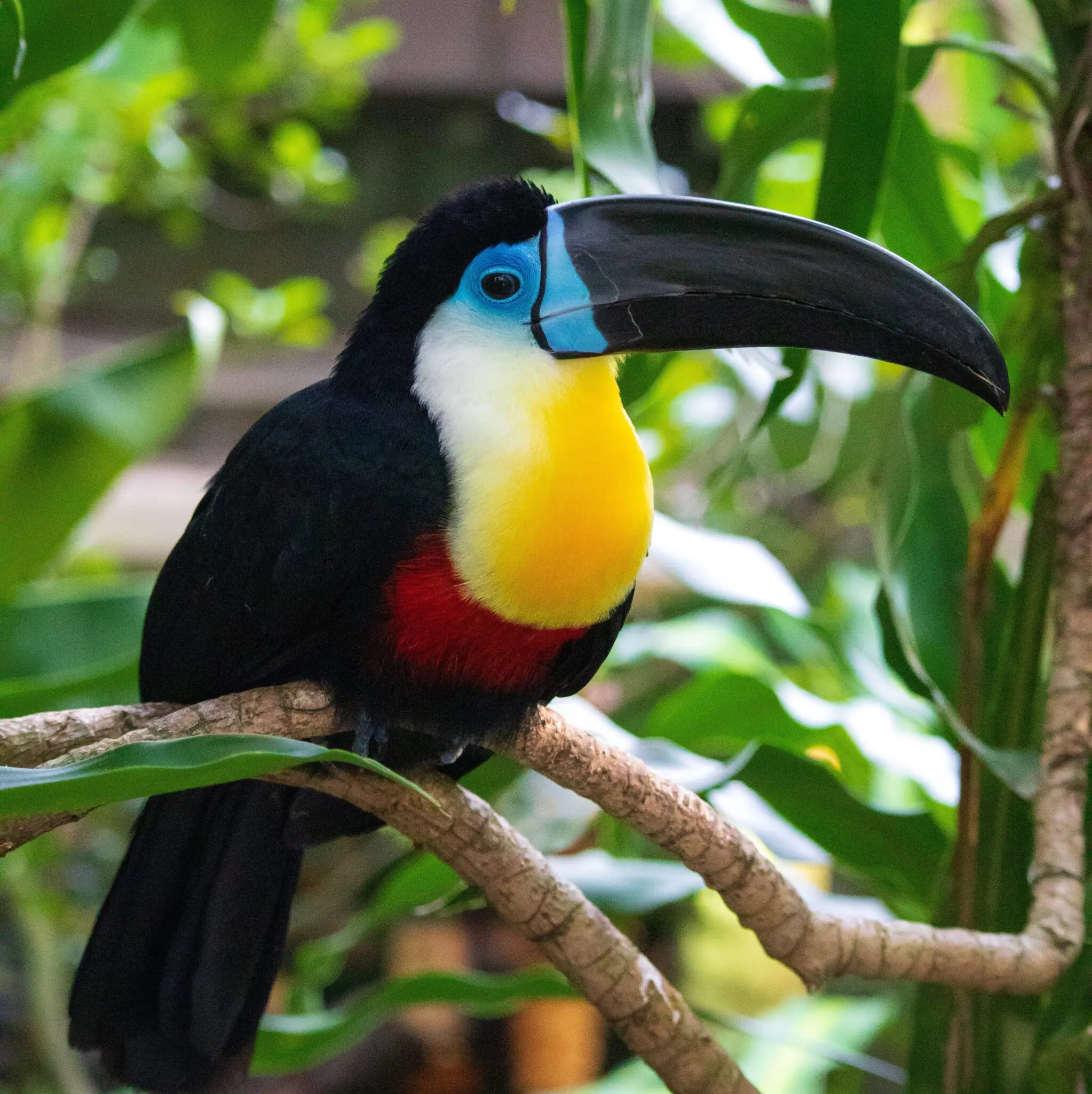 Bird conservation, Threatened species, Tropical rainforest, Ecological importance, 2050x2050 HD Handy