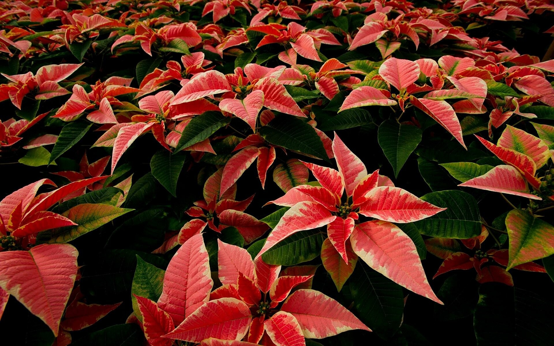 Poinsettia: Very common household plant, especially around the winter holidays. 1920x1200 HD Wallpaper.