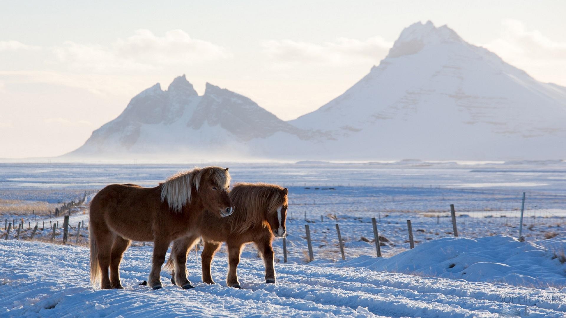 Horses in the Snow, Icelandic horse wallpapers, collection, 1920x1080 Full HD Desktop