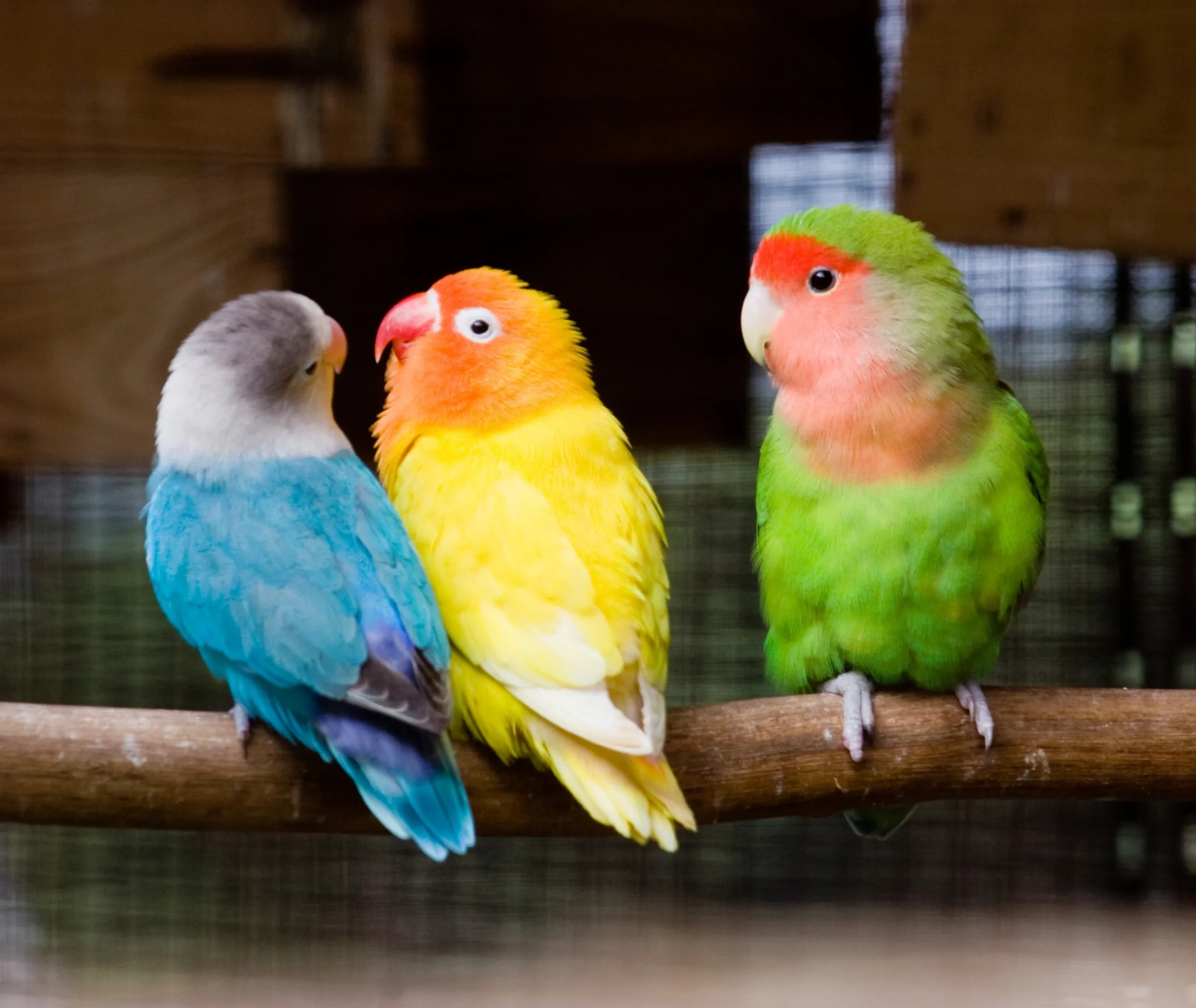 All types of lovebirds, Species, Variety, Birds, 2560x2160 HD Desktop