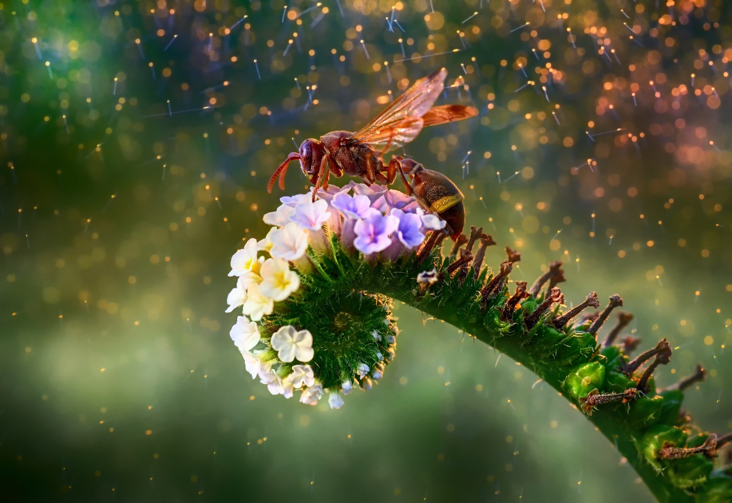Wasp wallpapers, Insect beauty, Nature's tiny warriors, 4K resolution, 2500x1720 HD Desktop