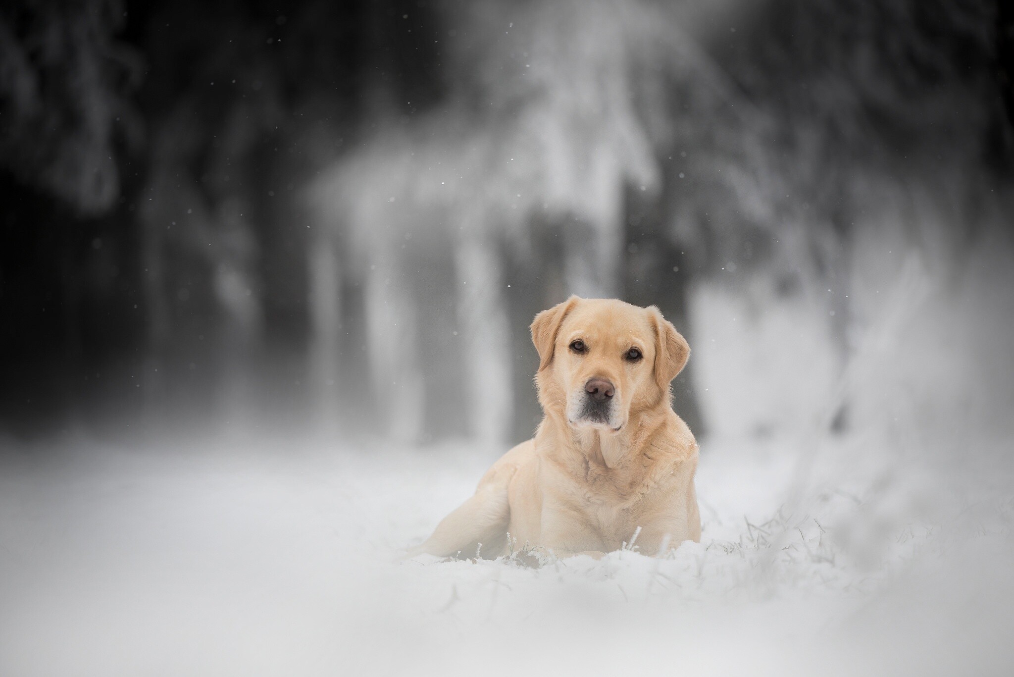 Labrador Retriever: Pet, Dog, The breed was recognized by the English Kennel Club by 1903. 2050x1370 HD Background.
