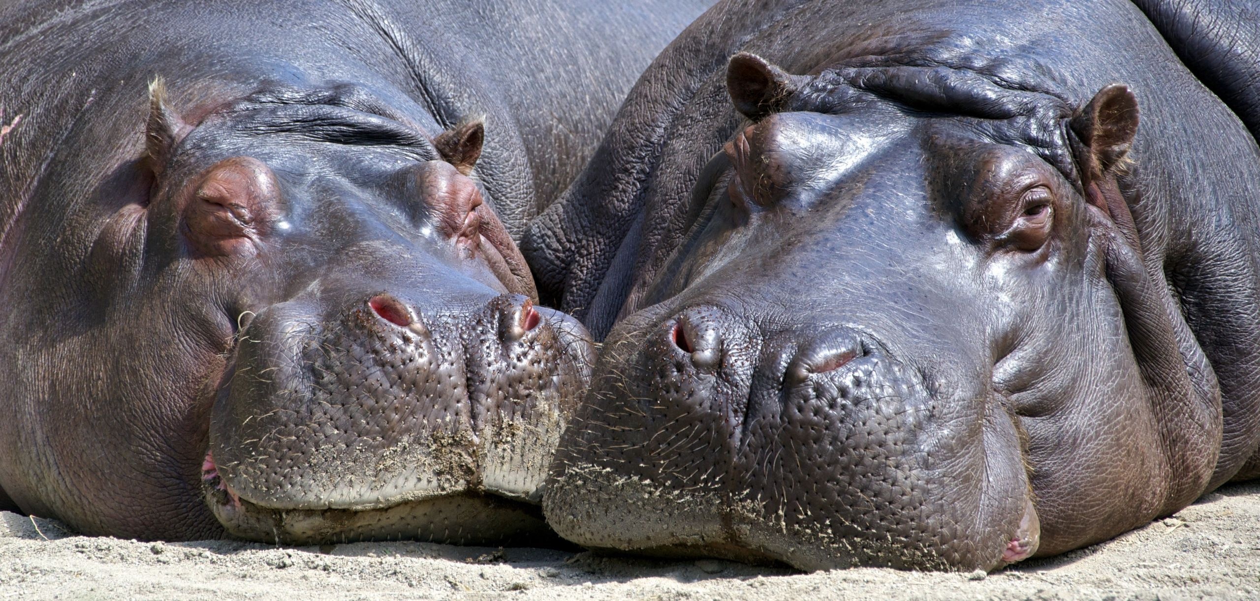 Hippo fact sheet, Fascinating trivia, PBS nature blog, Hippopotamus information, 2560x1230 Dual Screen Desktop