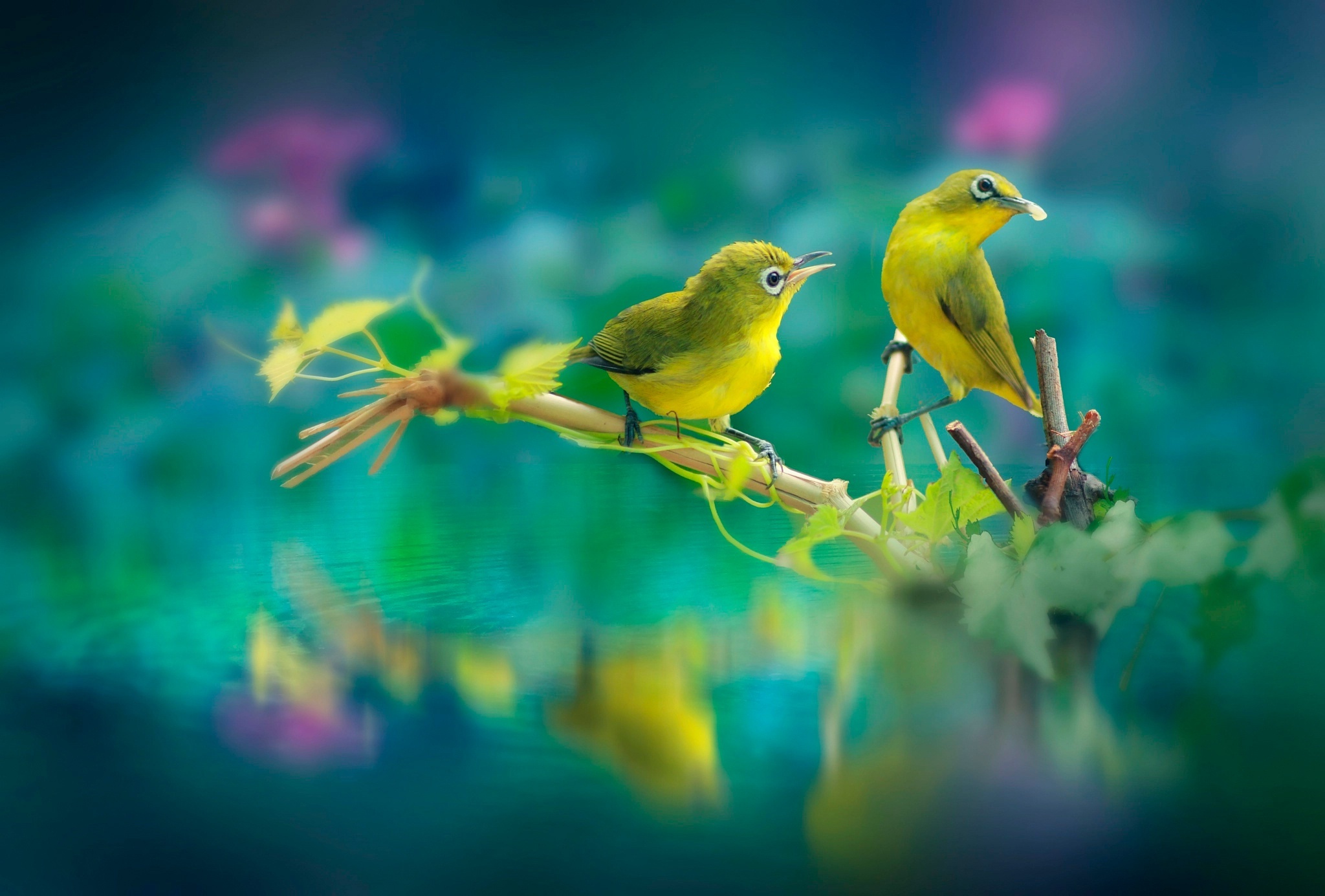 Kissing birds, Beautiful bond, Feathered affection, Romantic display, 2050x1390 HD Desktop