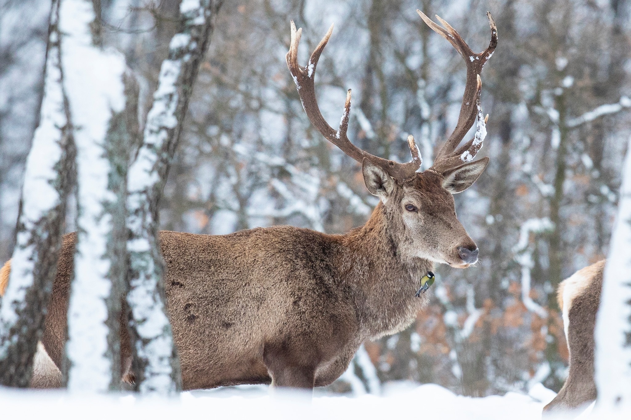 New fallow deer releases, Rhodope mountains, Natural recovery, Rewilding process, 2050x1370 HD Desktop