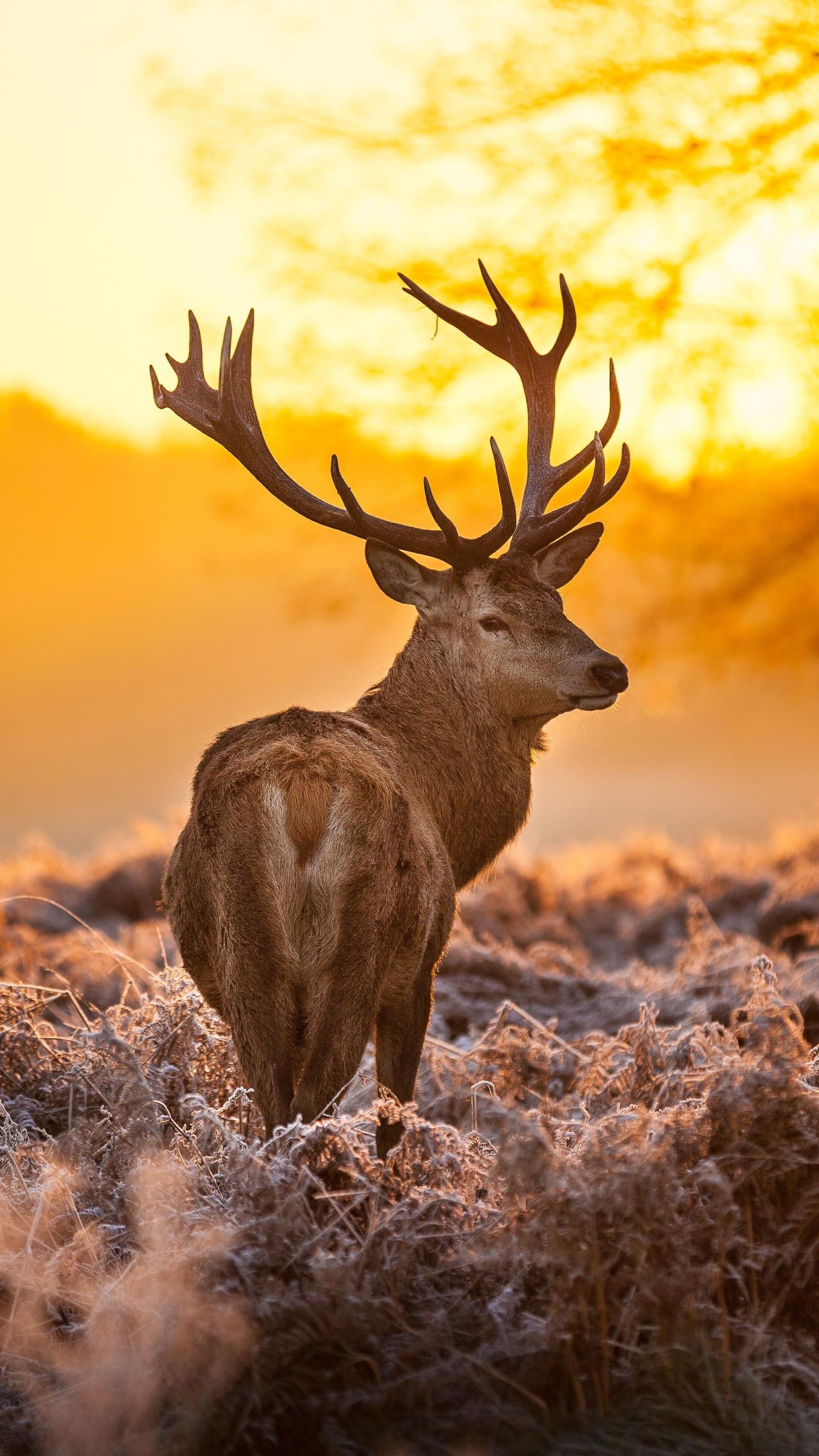 Deer in forest, Xperia wallpapers, HD 4K backgrounds, Serene beauty, 2160x3840 4K Handy