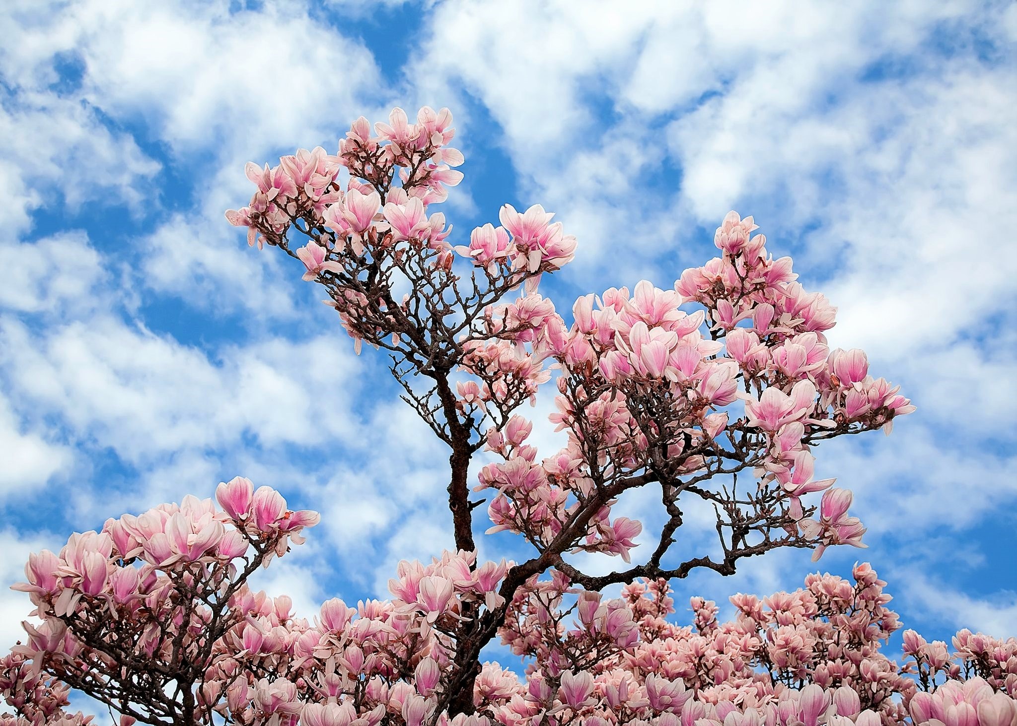 Majestic magnolia, Nature's beauty, Serene tree, Nature wallpaper, 2050x1470 HD Desktop