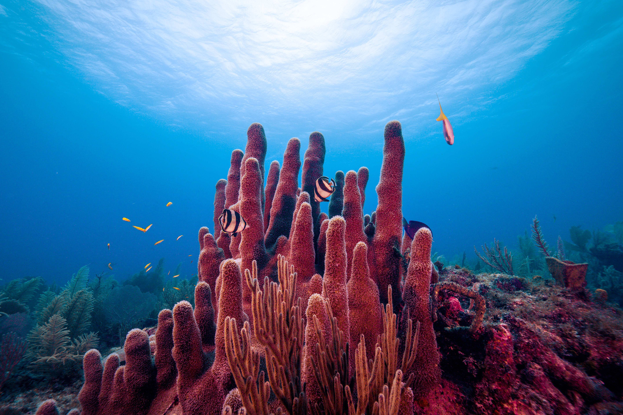 Coral Sea, Slimy microbes, Healthy coral reefs, MIT news, 2000x1340 HD Desktop
