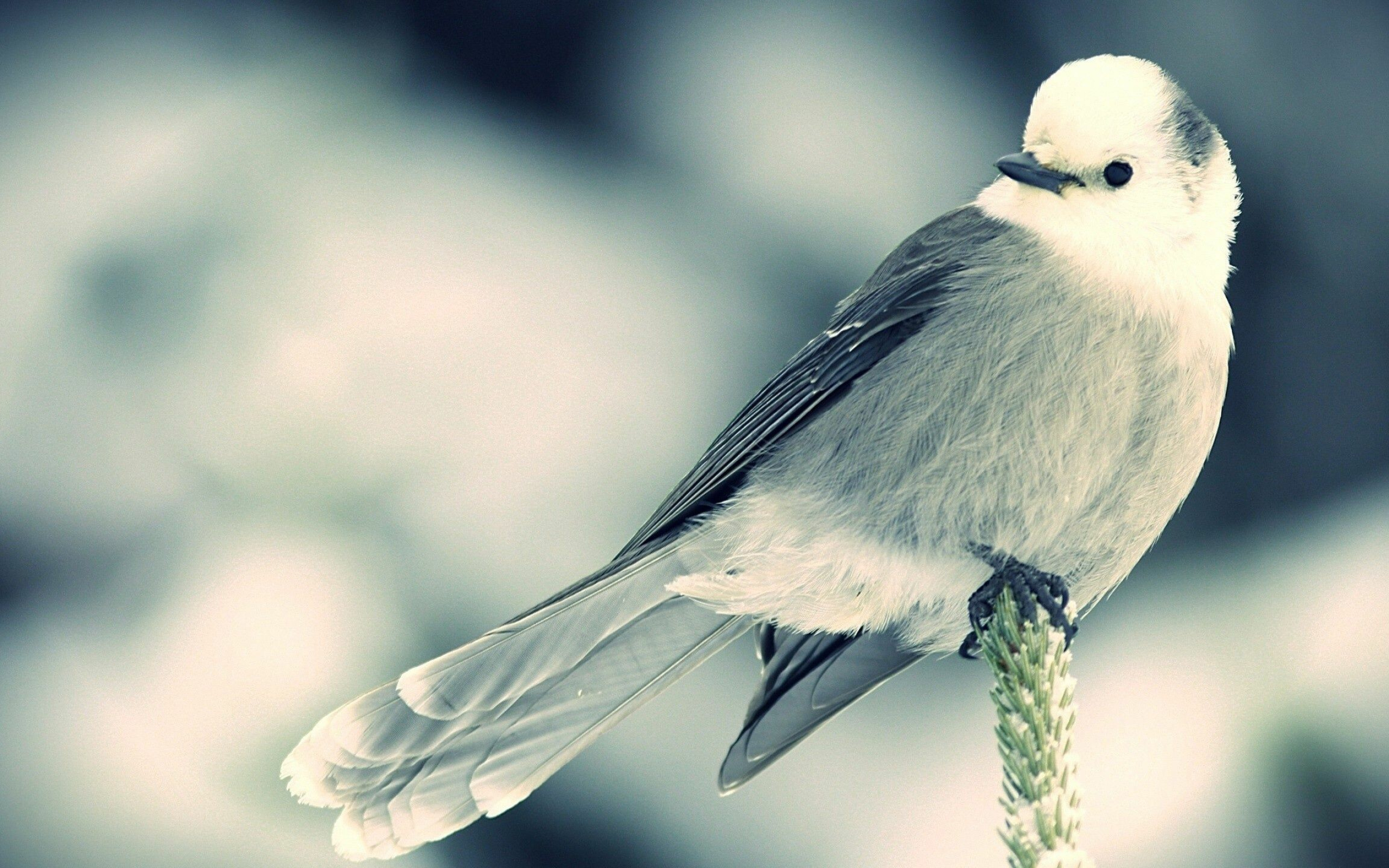 Bird: Vertebrate animals adapted for flight. 2560x1600 HD Wallpaper.