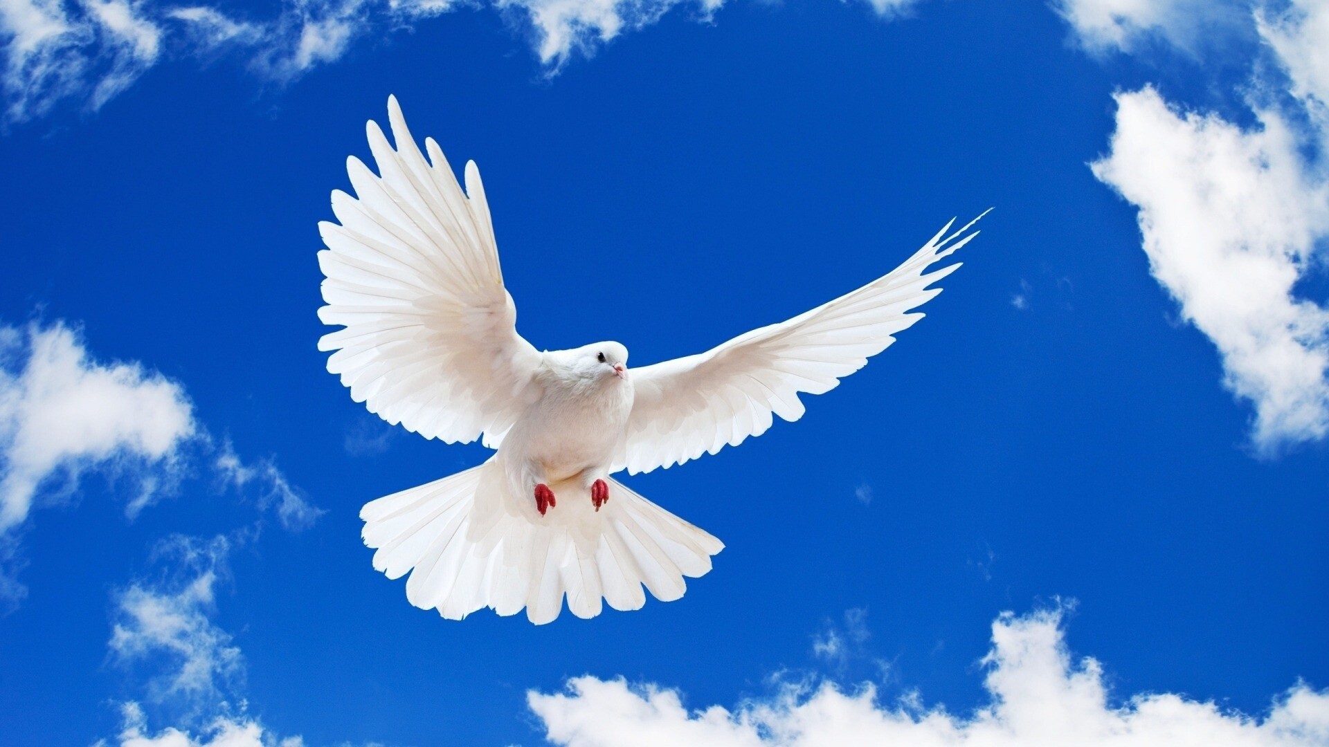 Peace Day: Peace bird, Holiday, Established in 1981 by the United Nations General Assembly. 1920x1080 Full HD Background.