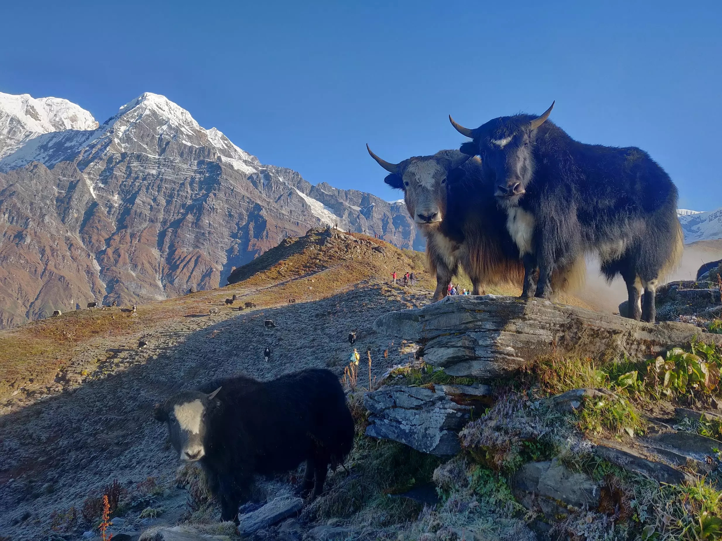 Yaks, Fascinating facts, Nature's curiosity, A world unknown, 2470x1850 HD Desktop