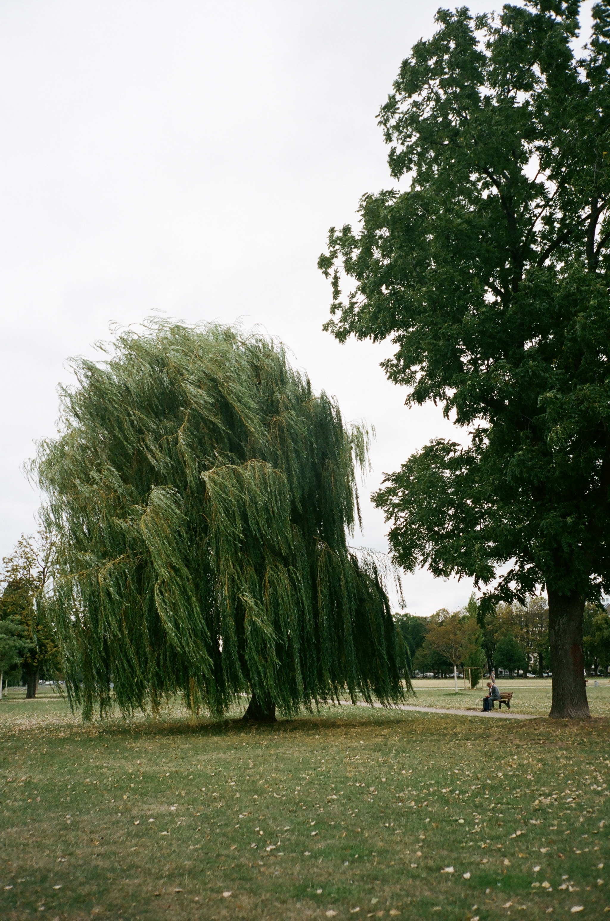 Willow tree photos, Nature's breathtaking, Serene beauty, Captivating scenery, 2050x3090 HD Phone