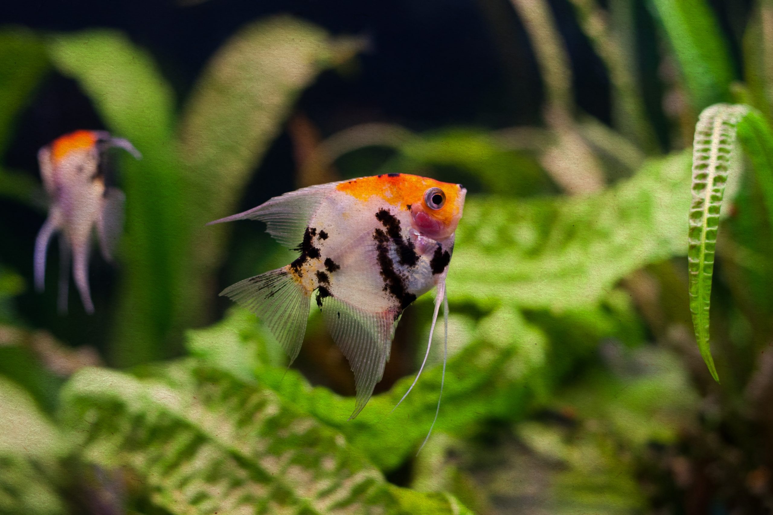 Koi angelfish, Exotic fish, Aquatic charm, Captivating beauty, 2560x1710 HD Desktop