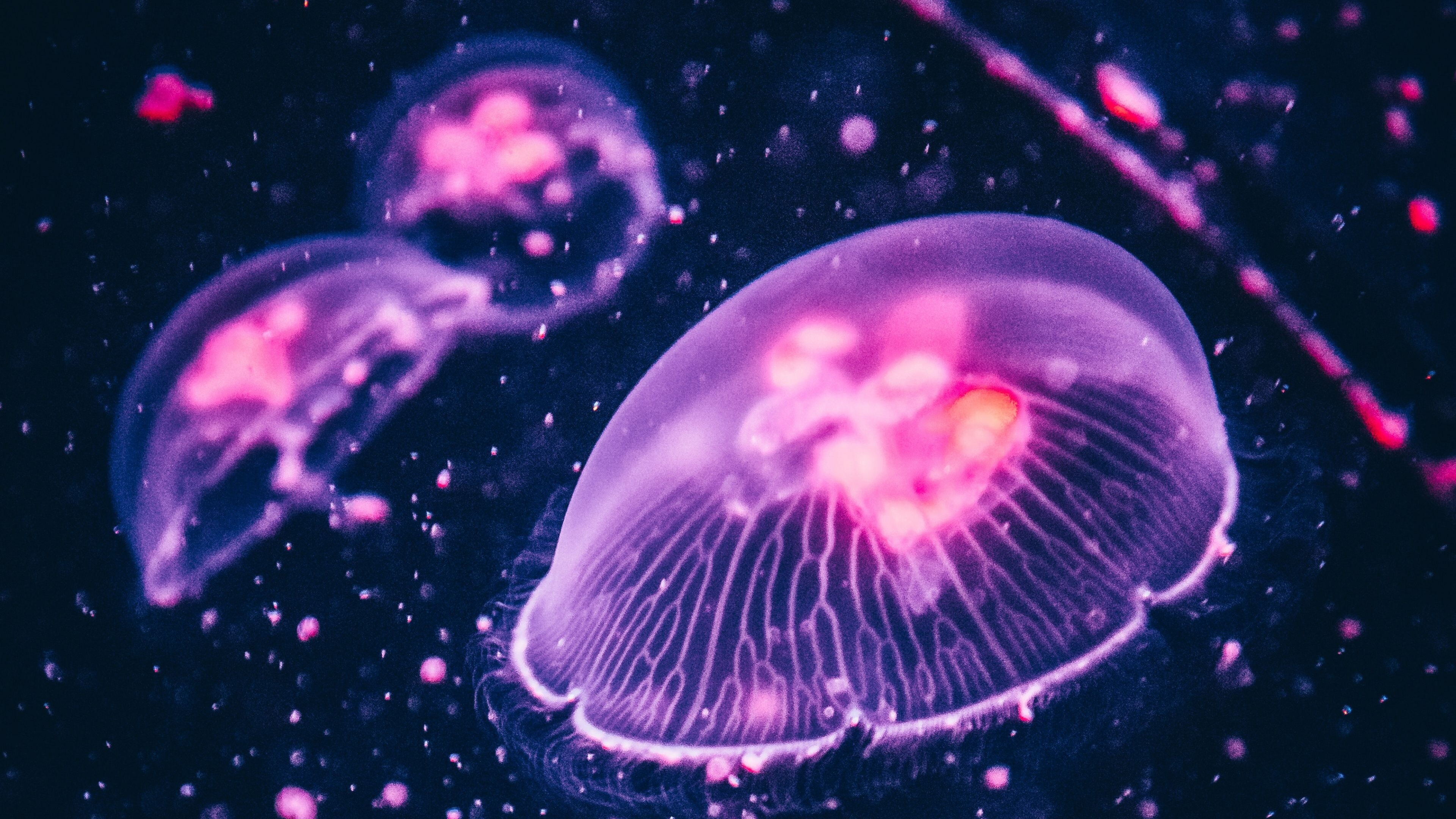 Glowing Jellyfish: Aequorea jellies, Bioluminescence, Light produced by a chemical process within a living organism. 3840x2160 4K Wallpaper.