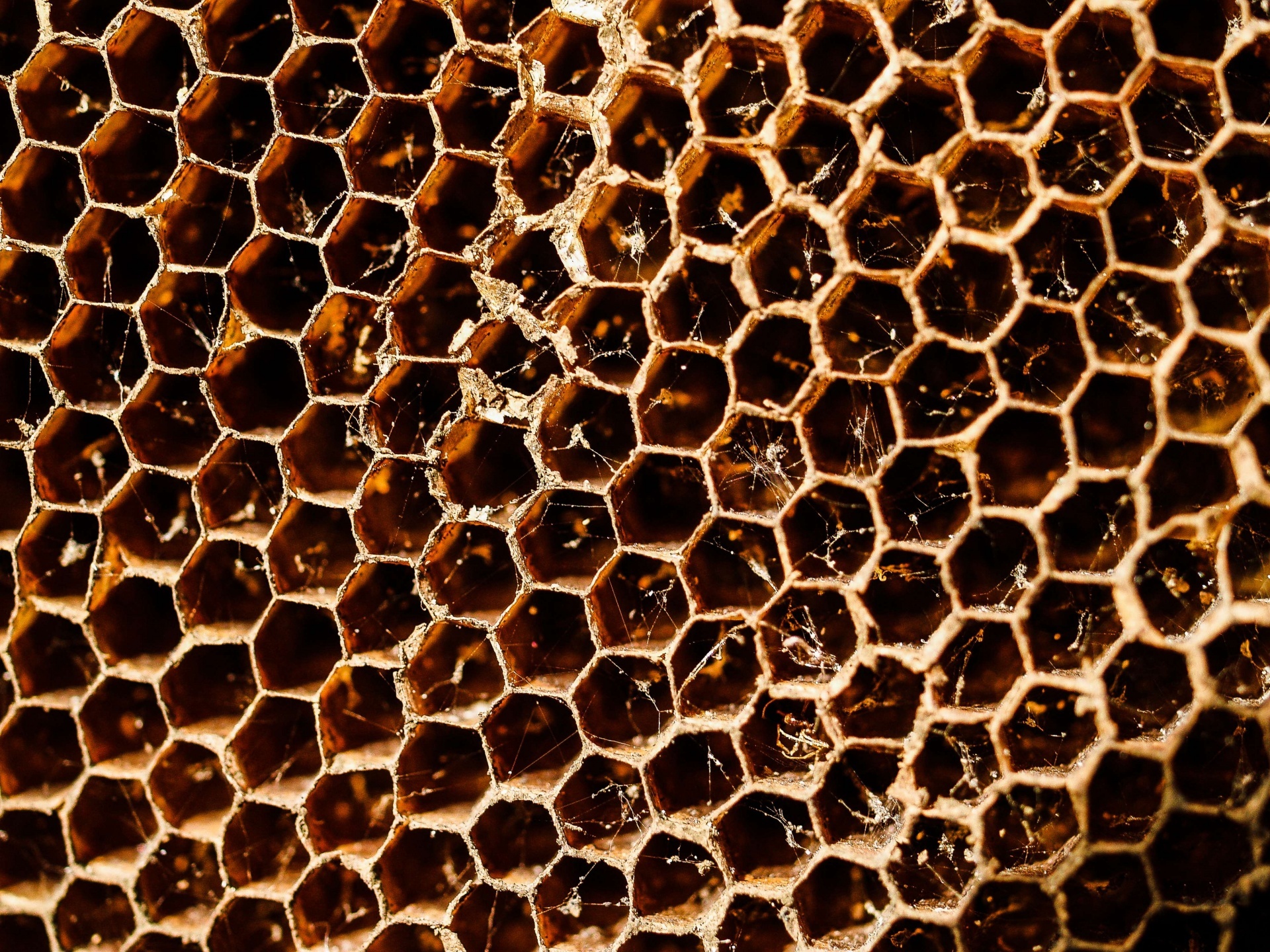 Beehive, honey bee hive, wallpaper, Nature, 1920x1440 HD Desktop