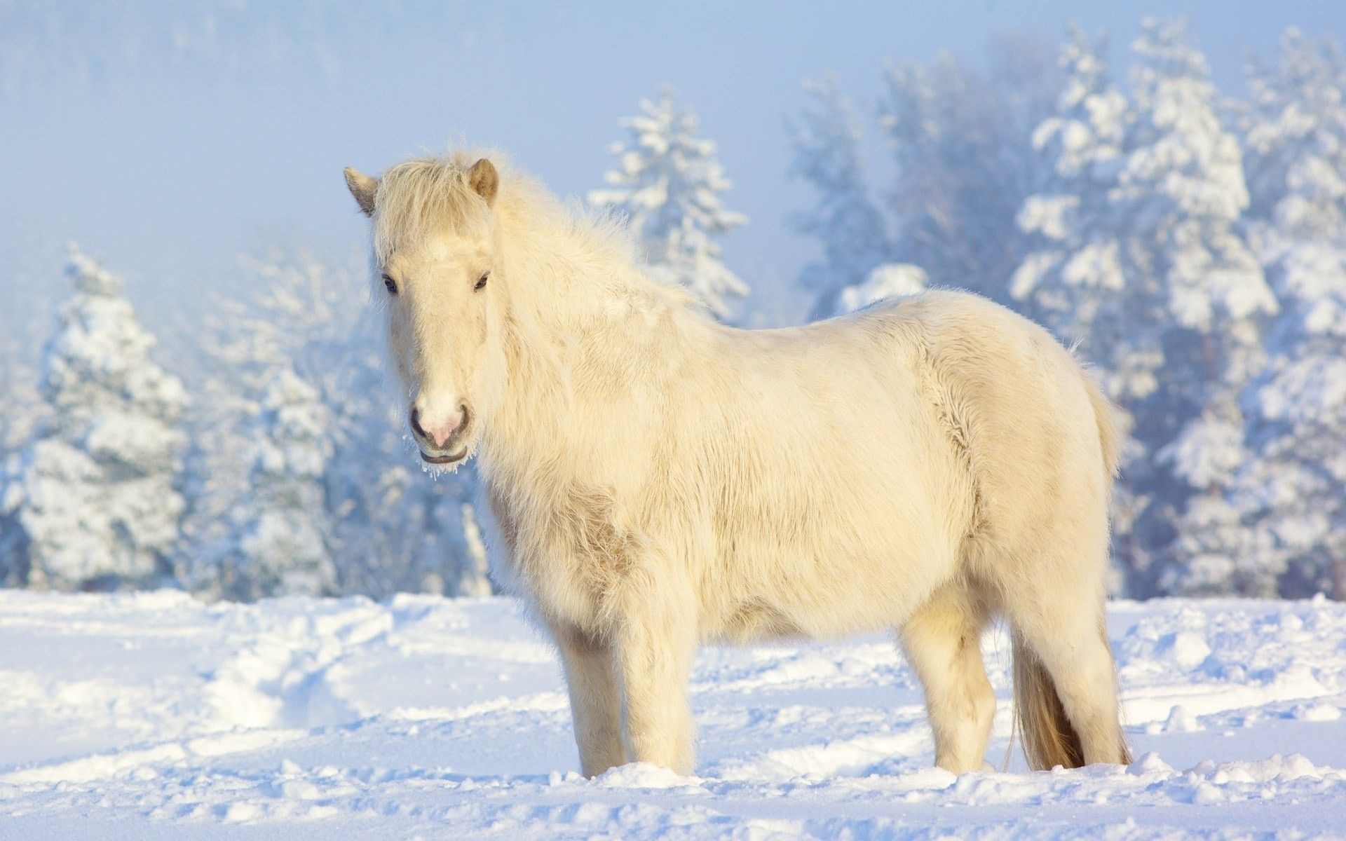Horses in the Snow, Icelandic horses, Beautiful wallpapers, collection, 1920x1200 HD Desktop