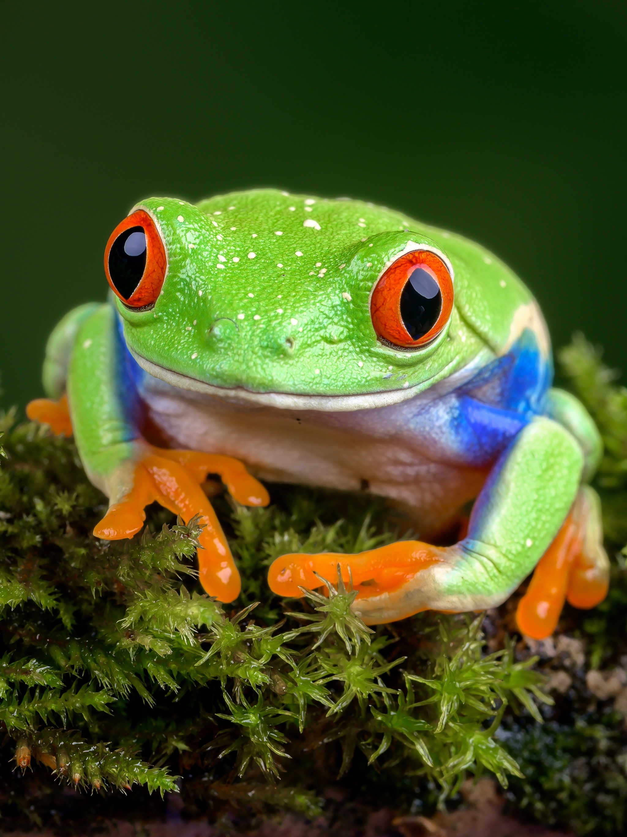 Red-eyed tree frog, Striking colours, Tropical beauty, Captivating amphibian, 2050x2740 HD Phone