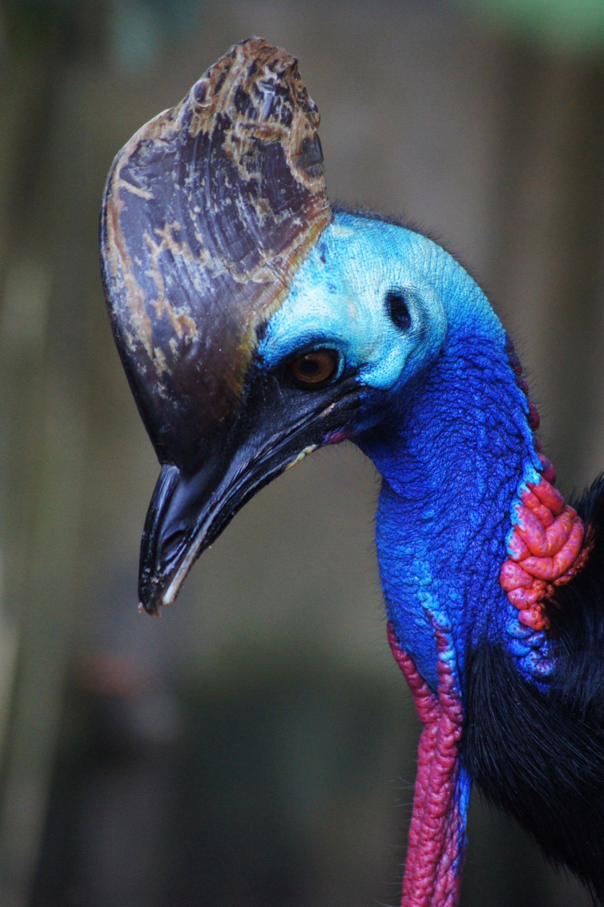 Beautiful casoar portrait, Bali Bird Park encounter, Stunning photography, Exotic bird species, 2000x3010 HD Phone