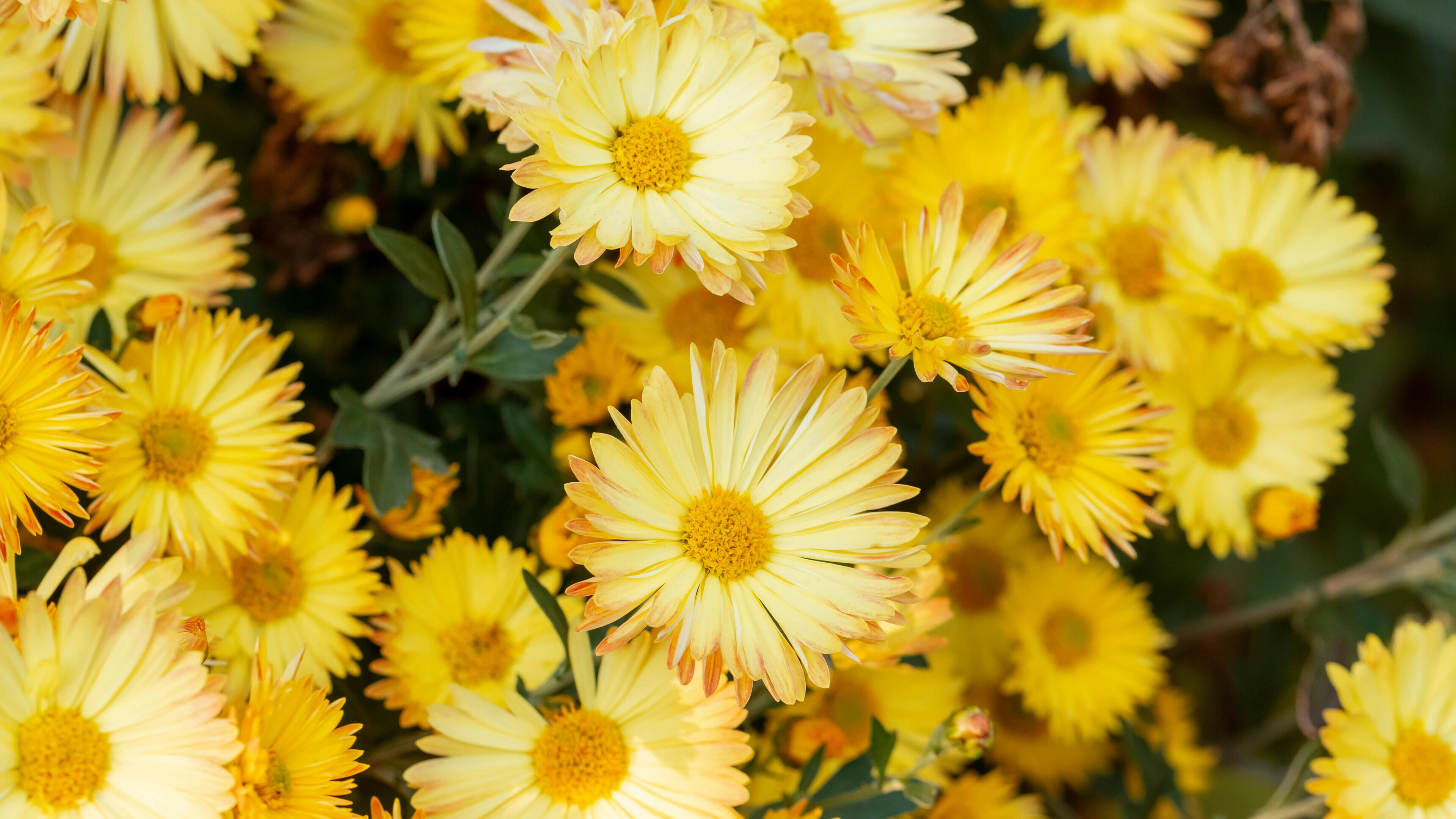 Chrysanthemum: They are native to East Asia and northeastern Europe, Petals. 3840x2160 4K Wallpaper.