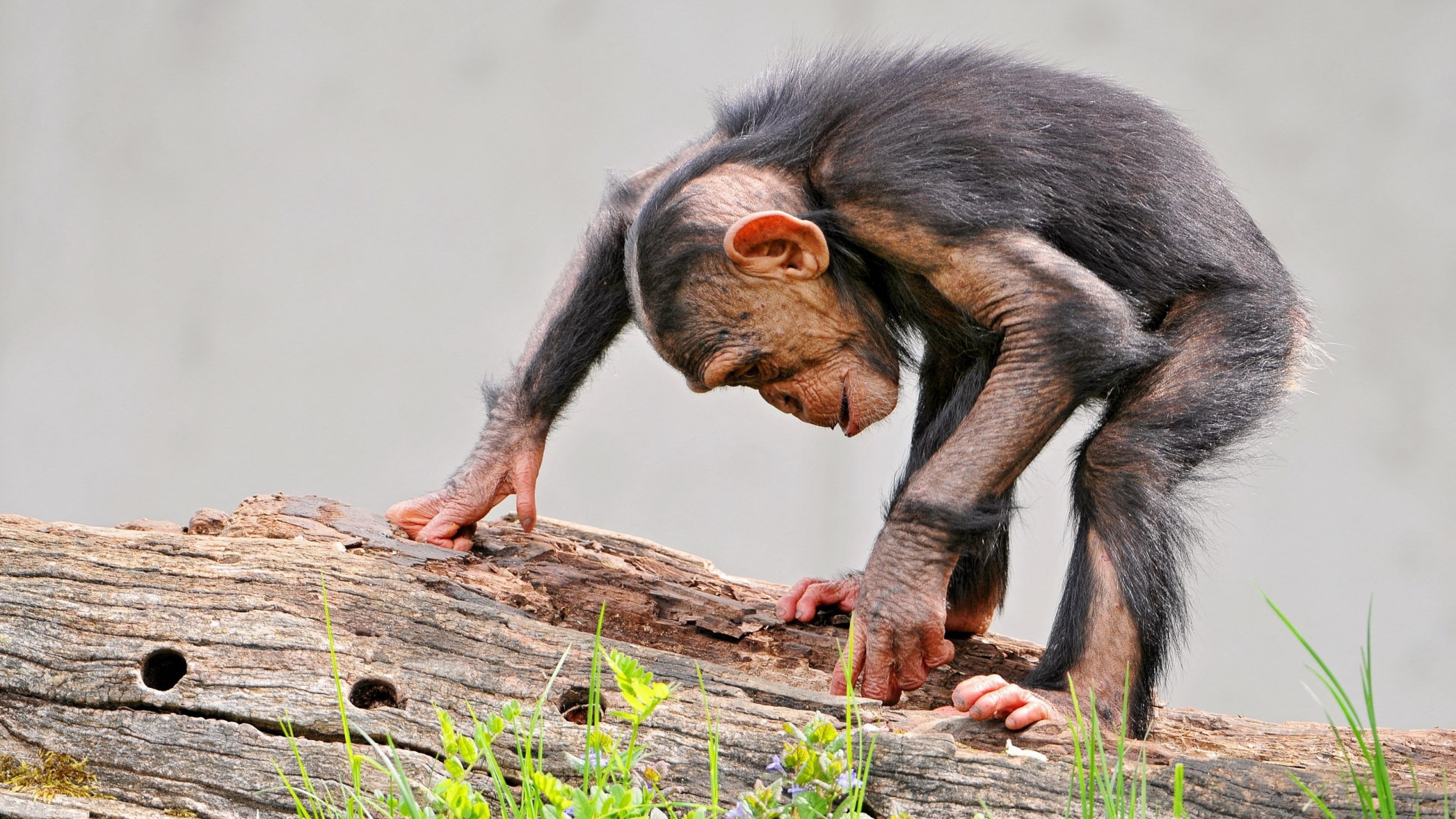Chimpanzee photography, Chimpanzee close-up, Primate behavior, Jungle habitat, 3840x2160 4K Desktop