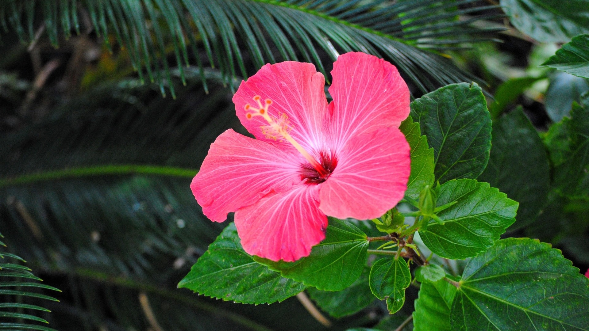 Jungle hibiscus, Pink paradise, Tropical beauty, Kde store treasure, 1920x1080 Full HD Desktop