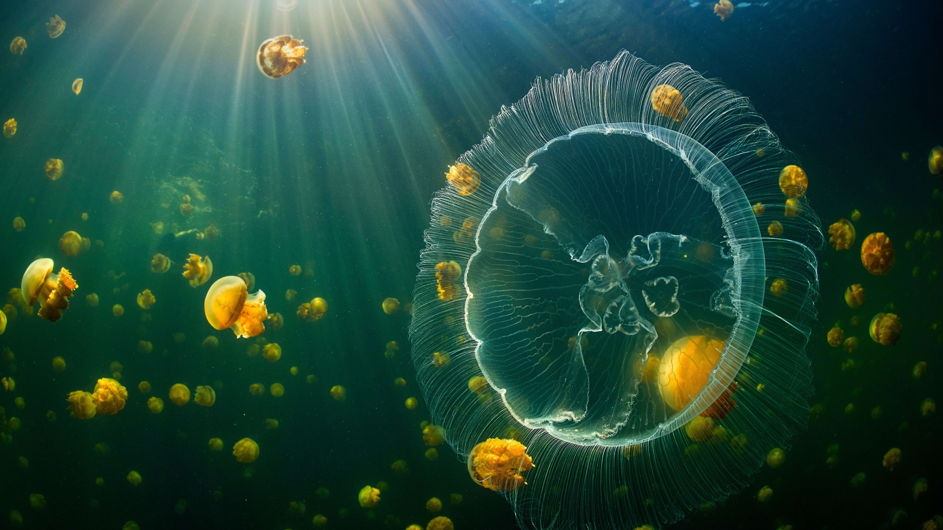 Vibrant jellyfish wallpaper, Sunlit underwater paradise, Colorful marine life, Raja Ampat Islands, 1920x1080 Full HD Desktop