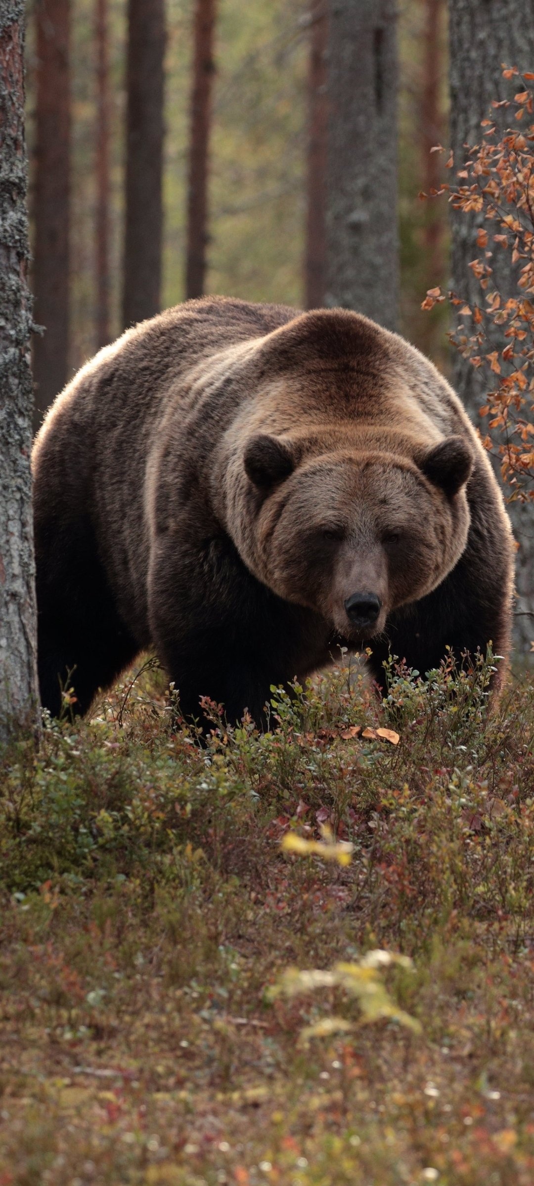 Majestic animal kingdom, Bear in its natural habitat, Powerful predator, Wildlife fascination, 1080x2400 HD Phone