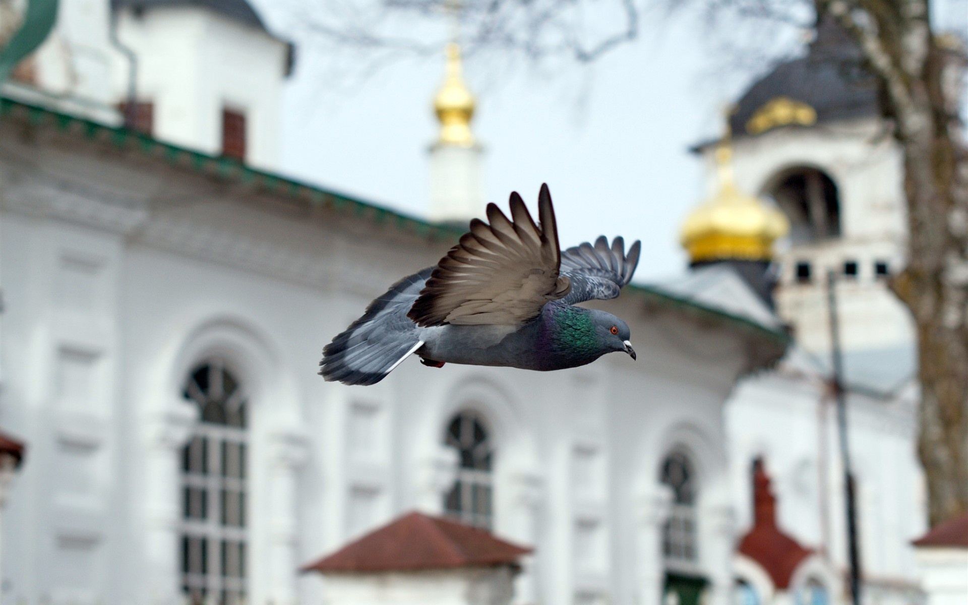 Pigeon: Were used extensively in both World War I and World War II as military messengers. 1920x1200 HD Wallpaper.