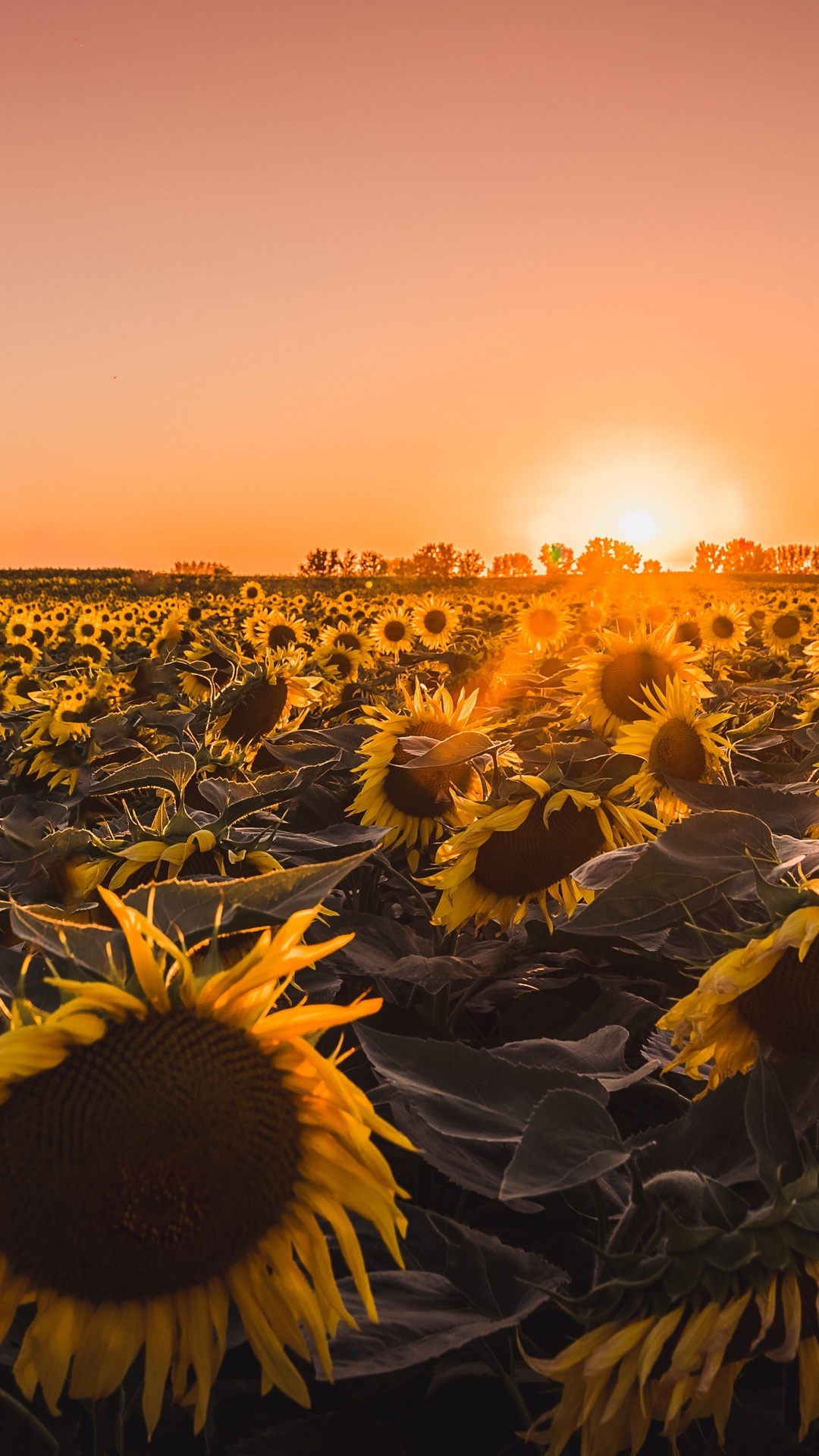 Farm: Cultivation of sunflower, An important oilseed crop. 1080x1920 Full HD Background.