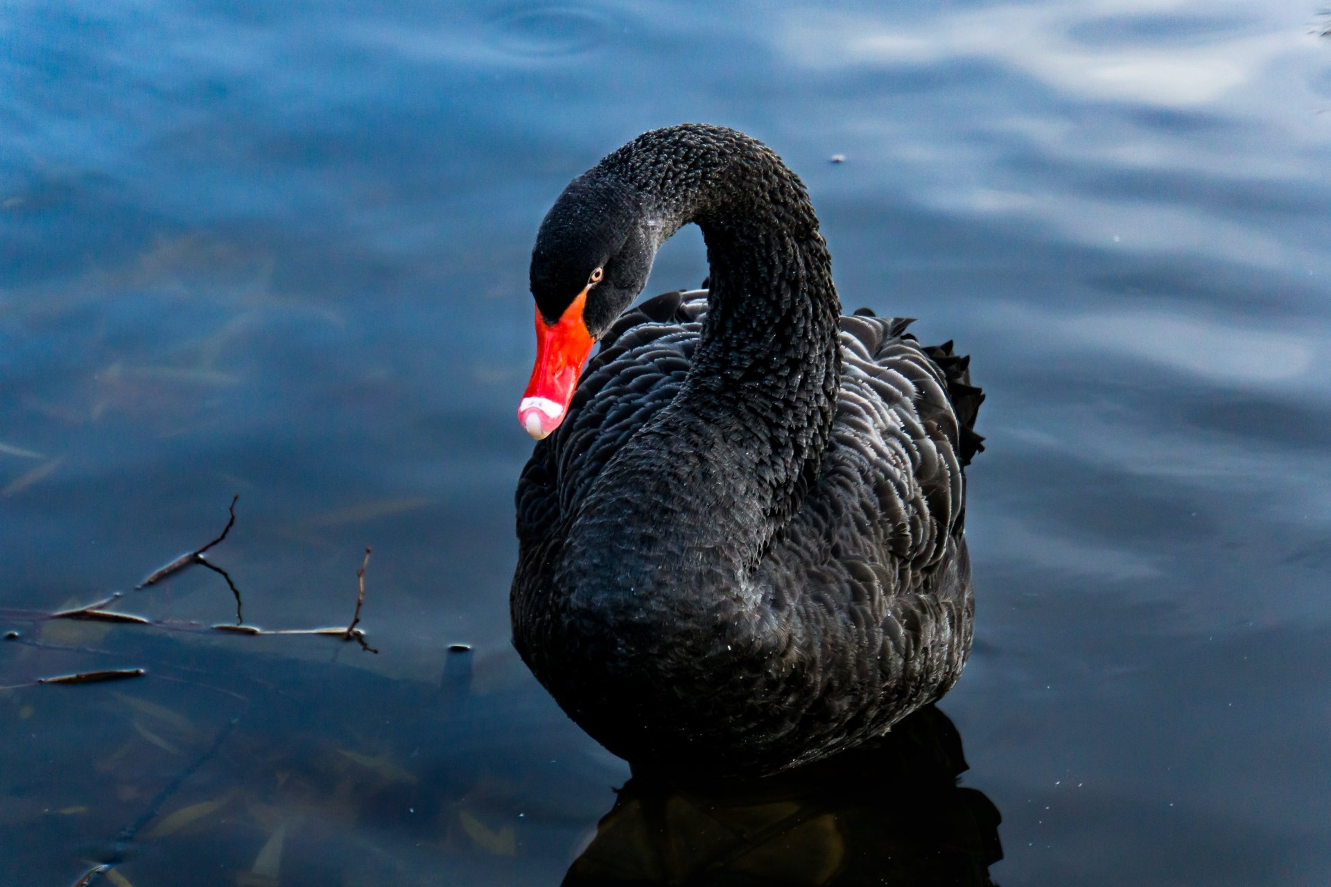 Black Swan (Bird): Once thought to be sedentary, but is now known to be highly nomadic. 1920x1280 HD Background.