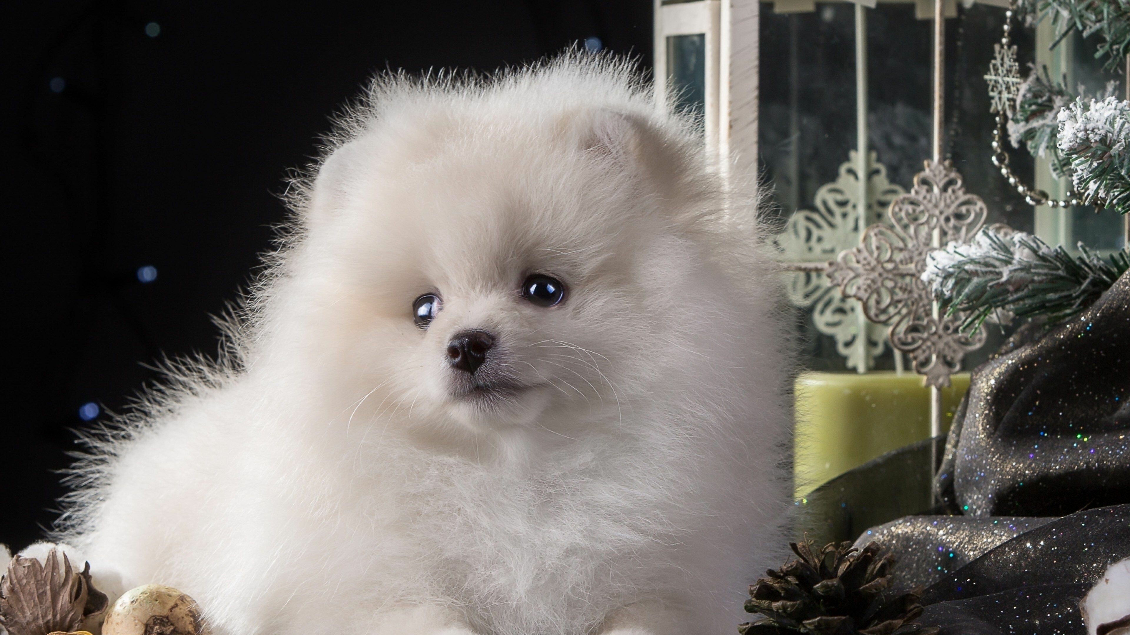 Pomeranian: Dog, Cute animals puppies, Toy dog, Spitz, Mammal. 3840x2160 4K Background.