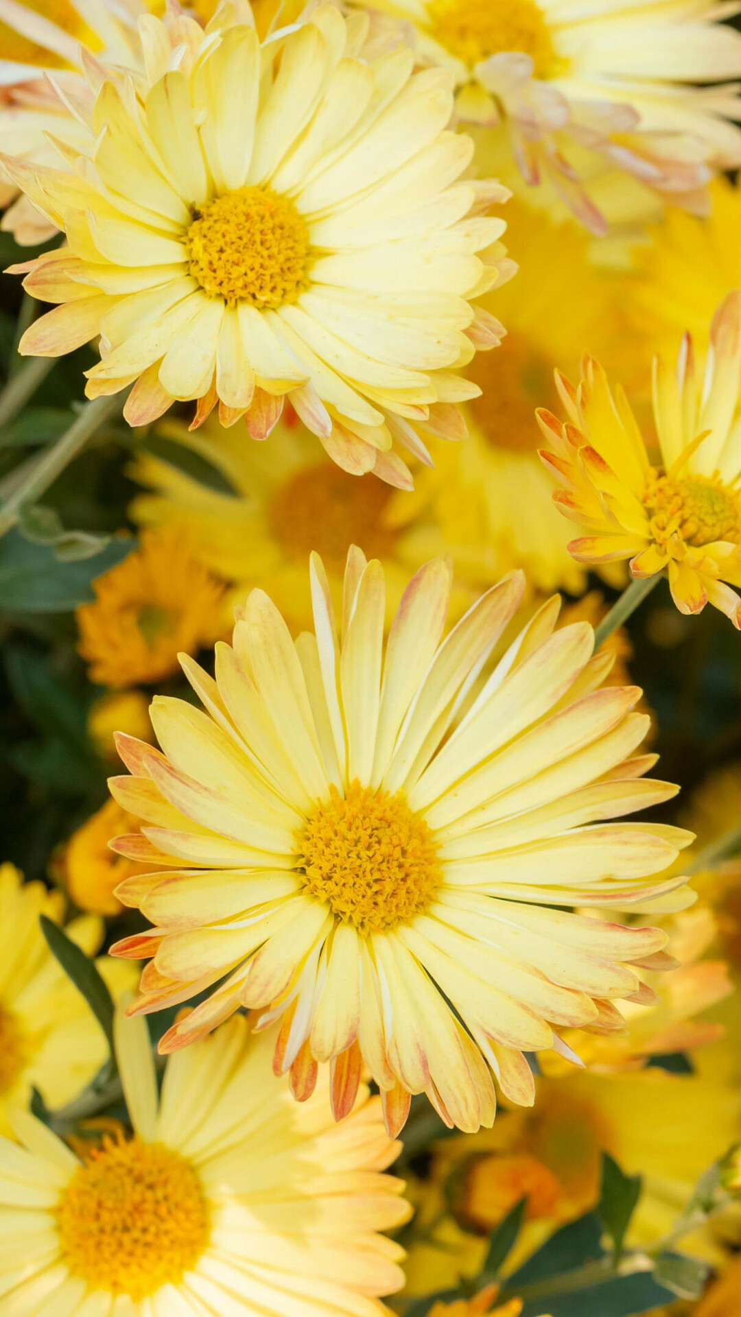Chrysanthemum: Cultivated species often are called mums and these tend to have large, radiate flower heads versus smaller flower heads in wild species. 1080x1920 Full HD Background.