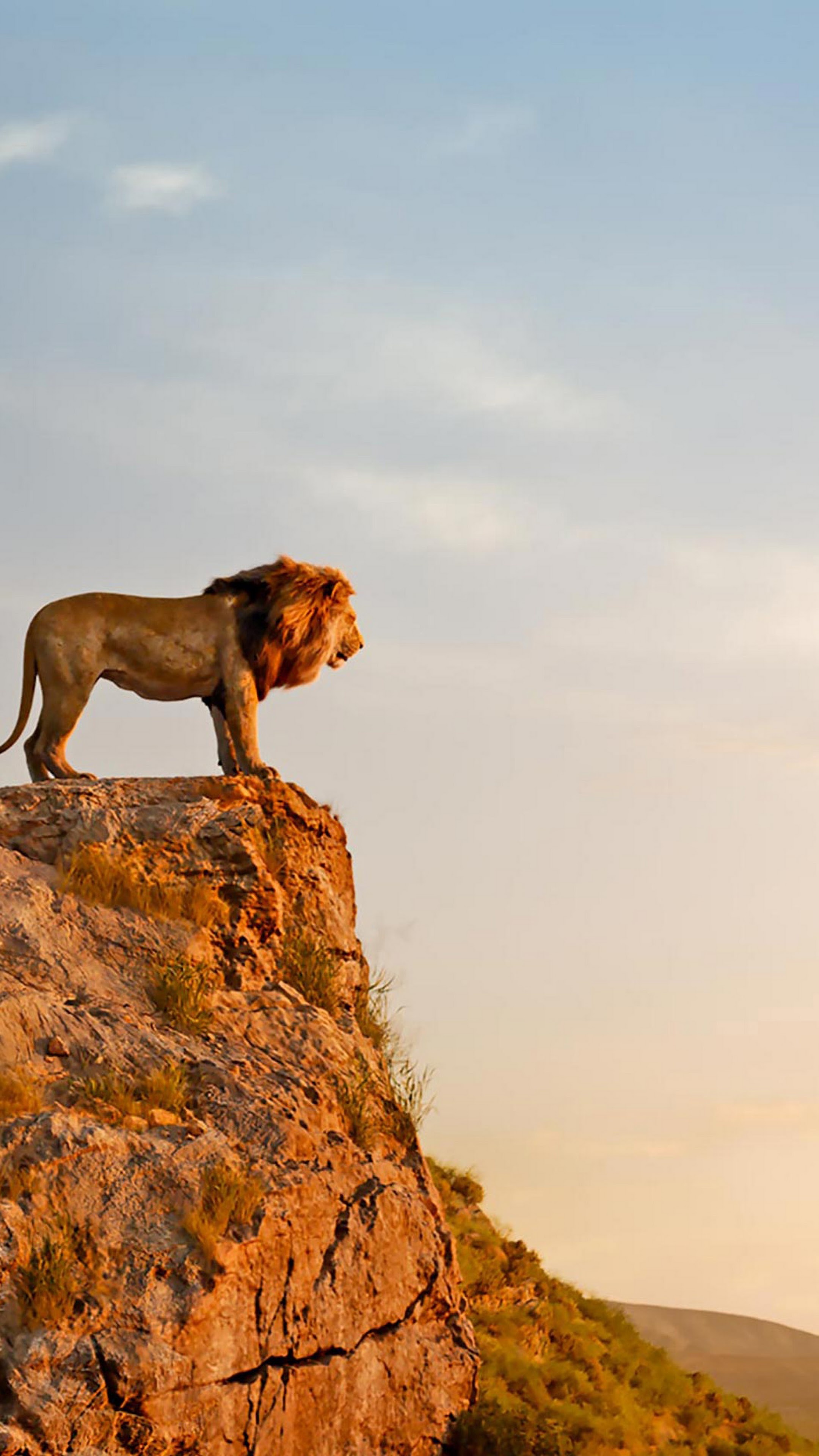 Africa, Travels, The Lion King, 4K wallpaper, 2160x3840 4K Phone