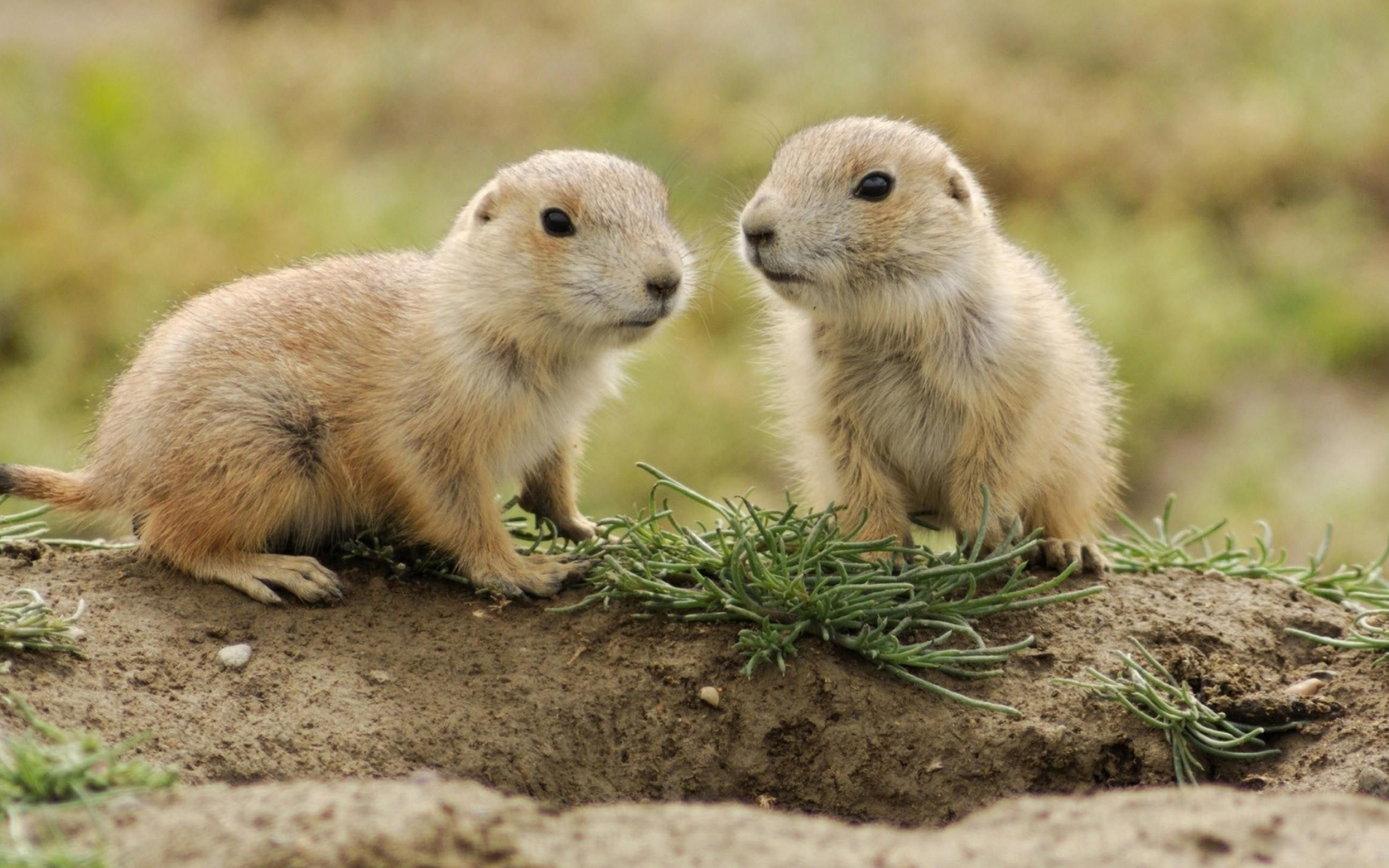 Groundhog, Cute wallpapers, Whistlepig creature, Cave wallpapers, 2880x1800 HD Desktop