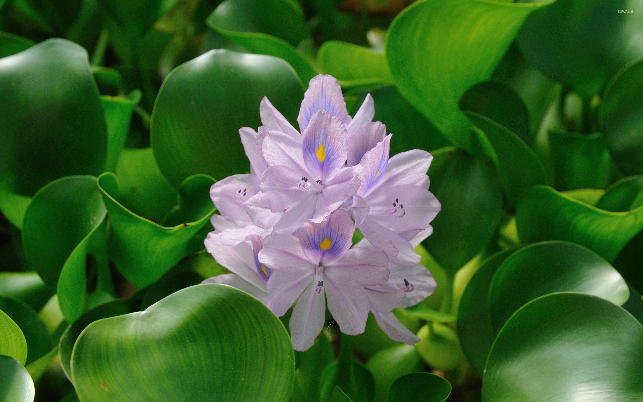 Water hyacinth, Floral beauty, Blooming petals, Natural splendor, 2560x1600 HD Desktop