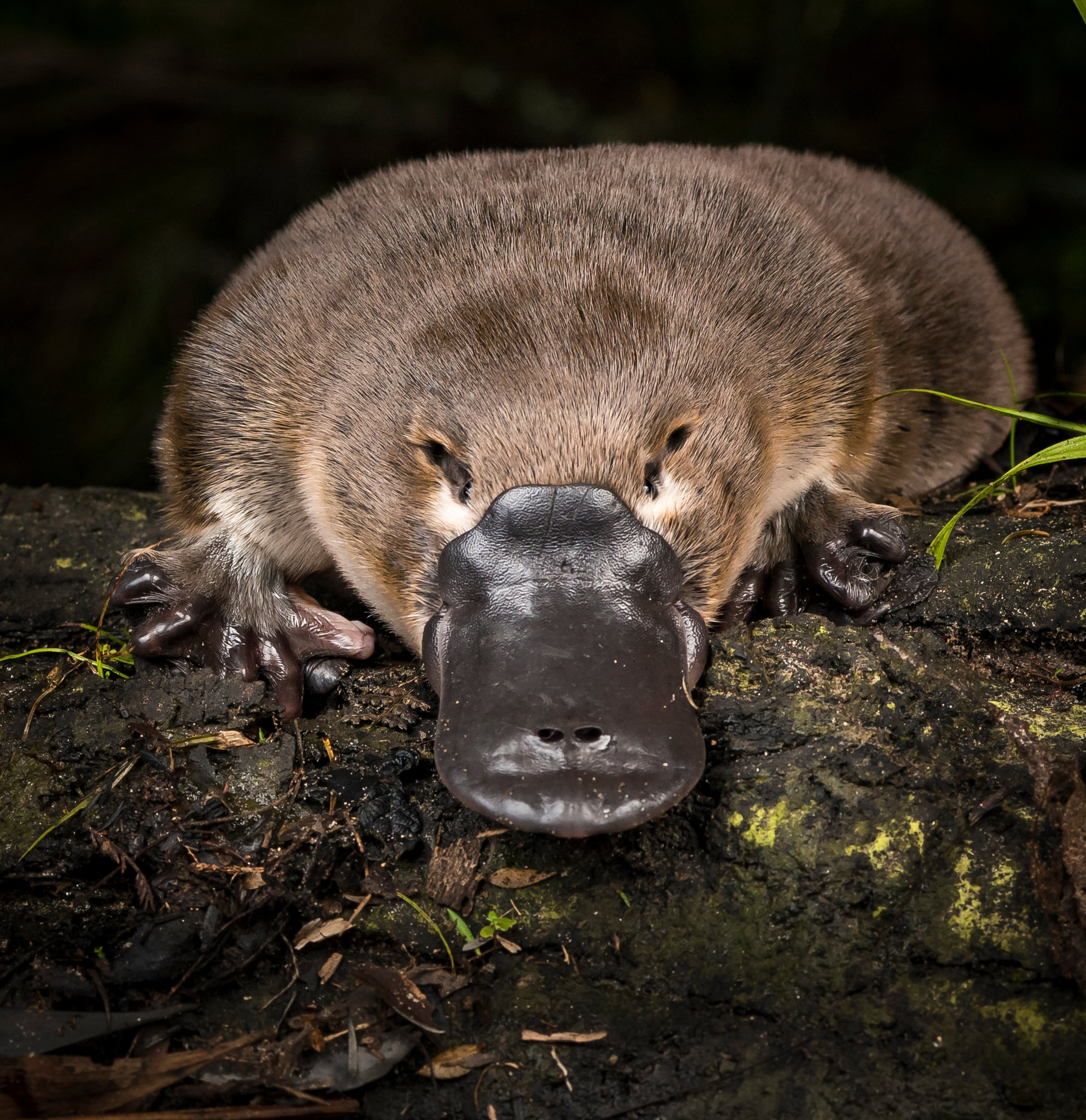 Platypus, Near-threatened species, New York Times, Conservation efforts, 1990x2050 HD Phone