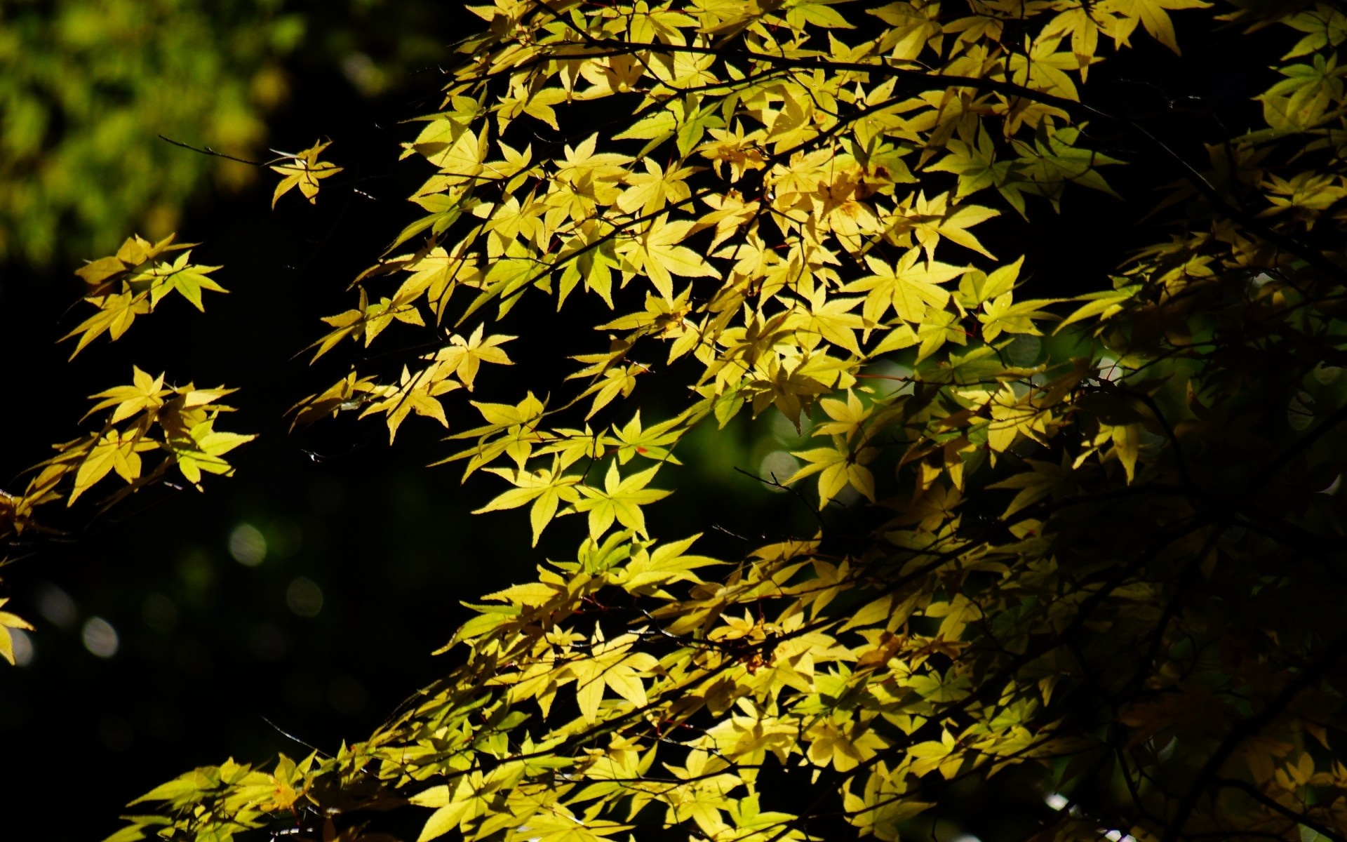 Tree maple leaves, Foliage canopy, Greenery, Play of light and shadow, 1920x1200 HD Desktop