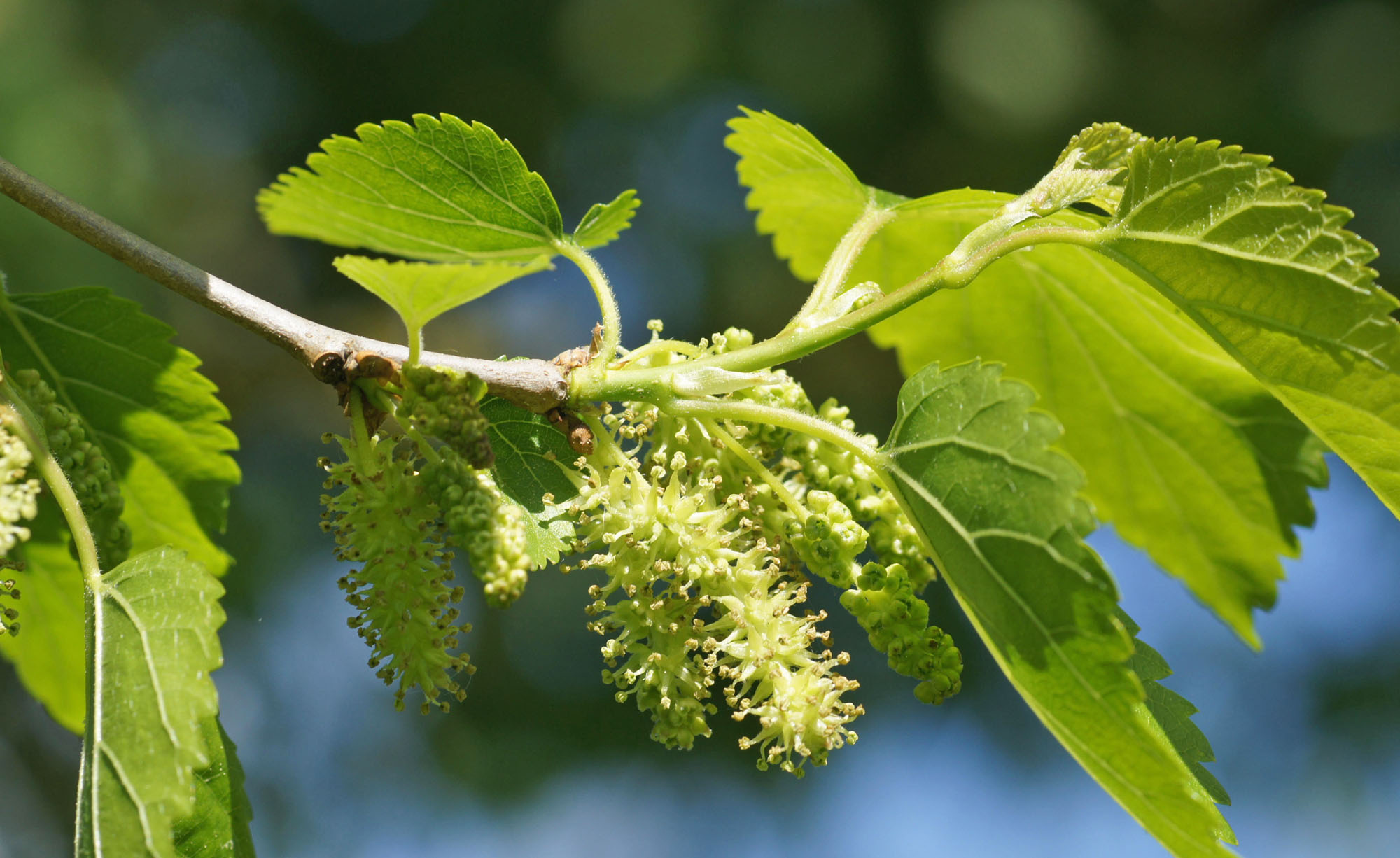 Mulberry tree care, Planting tips, Growing mulberries, Orchard management, 2000x1230 HD Desktop