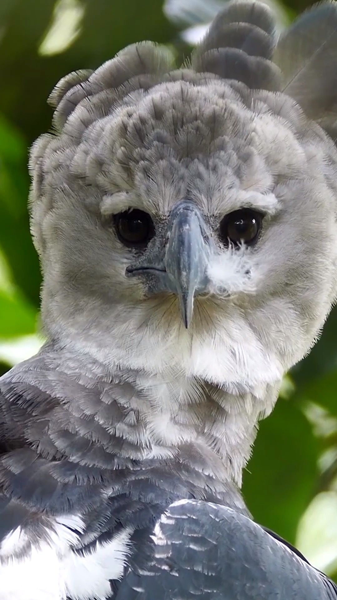 Harpy eagle's majesty, Wildlife photography, Avian wonders, Bird of prey fascination, 1080x1920 Full HD Phone