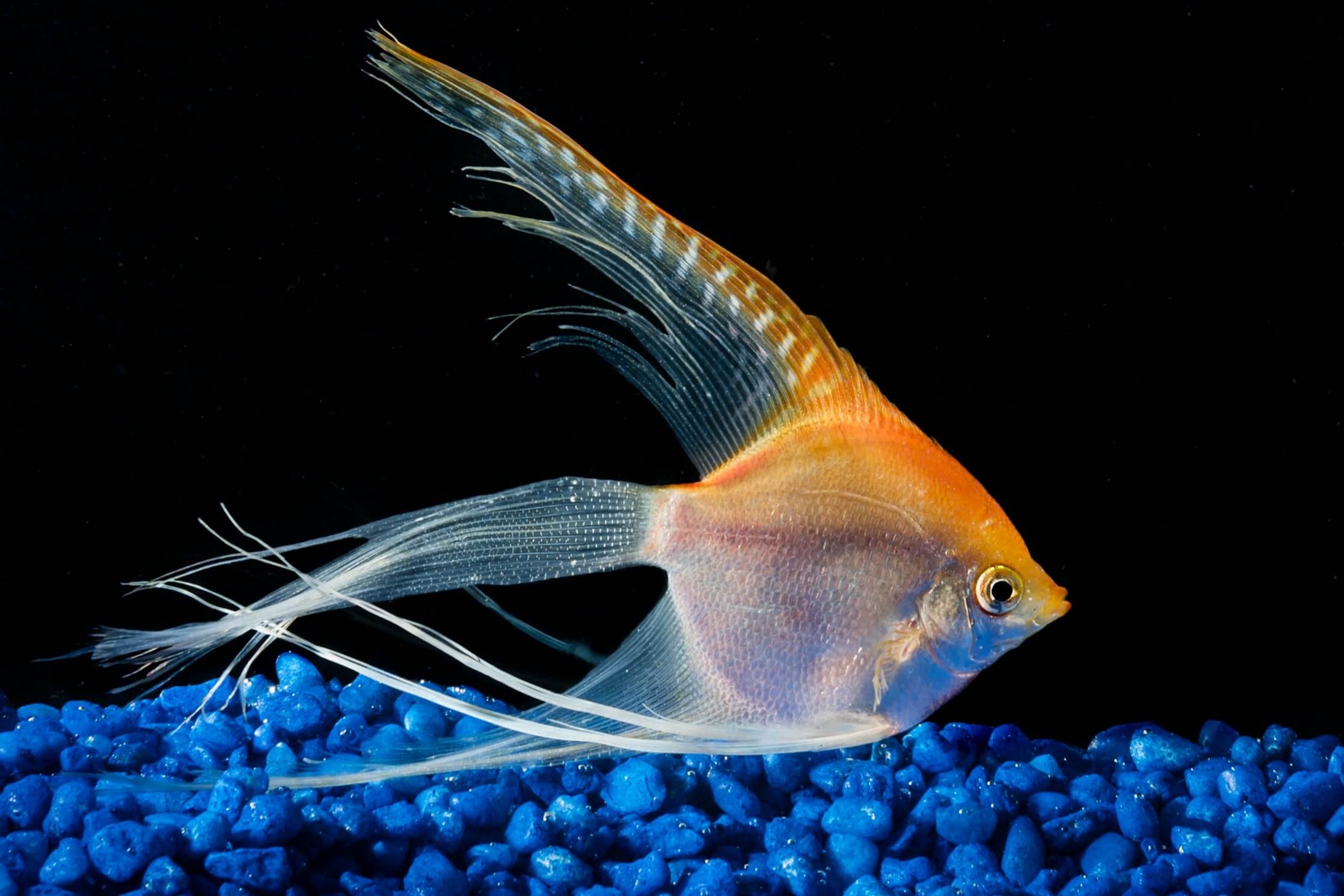 Angelfish, VJ Tropical Fish, Wallpaper, Pomacanthus, 2240x1490 HD Desktop